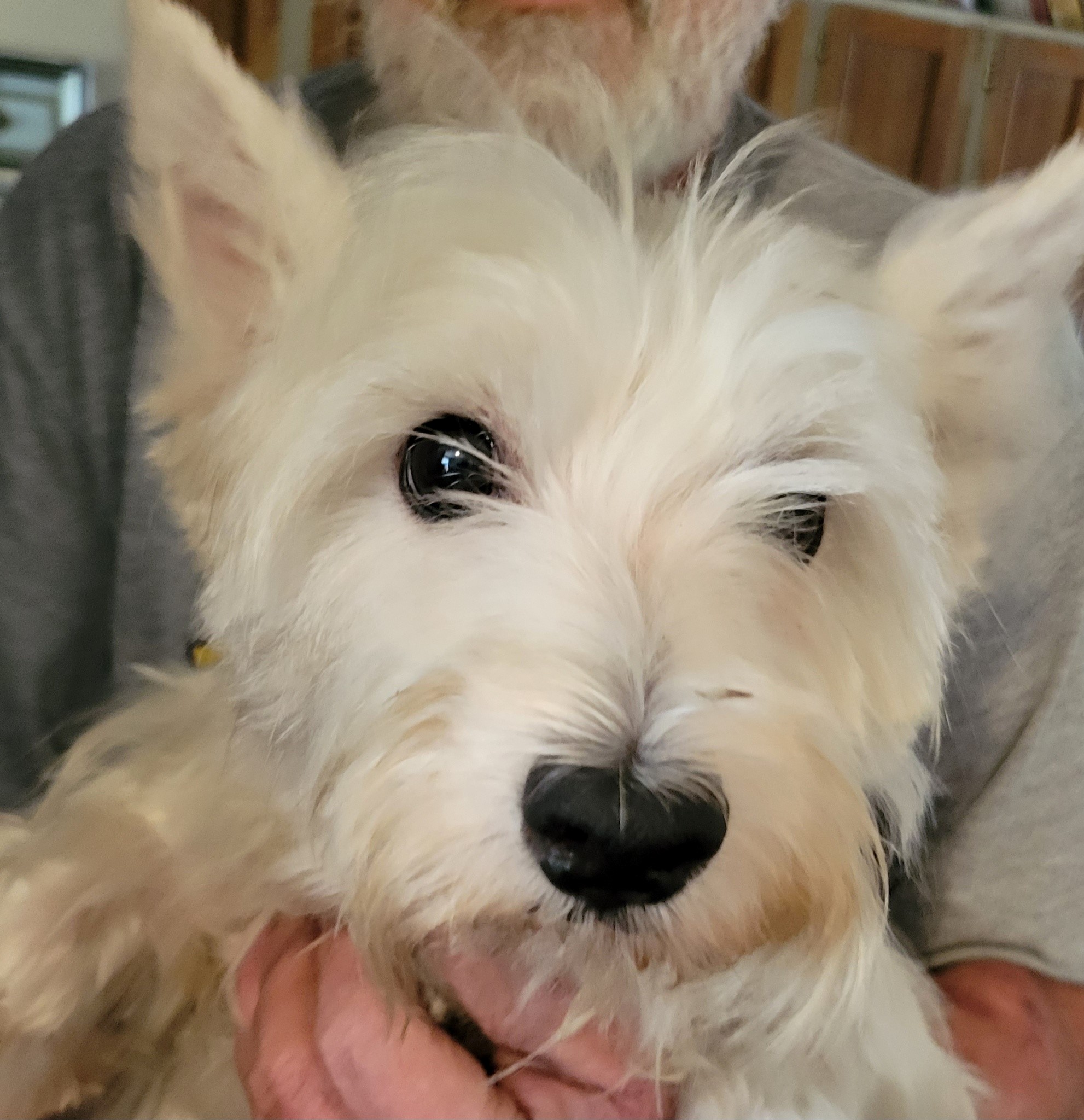 Enlarge Jinx, a Adopted West Highland White Terrier / Westie in Glenville, NY image 1/1