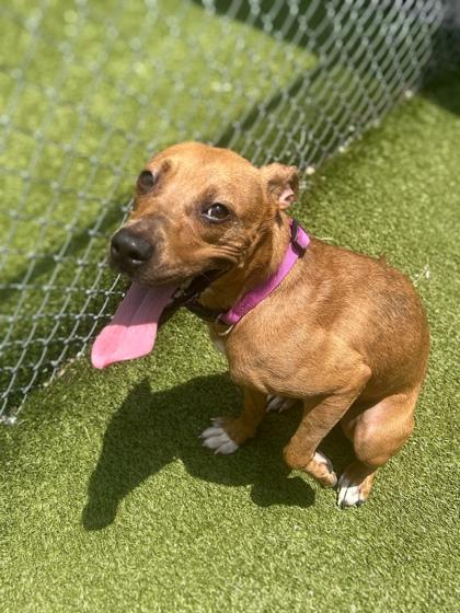 Enlarge Abbie, a Adoptable mixed breed in Gainesville, FL image 1/1
