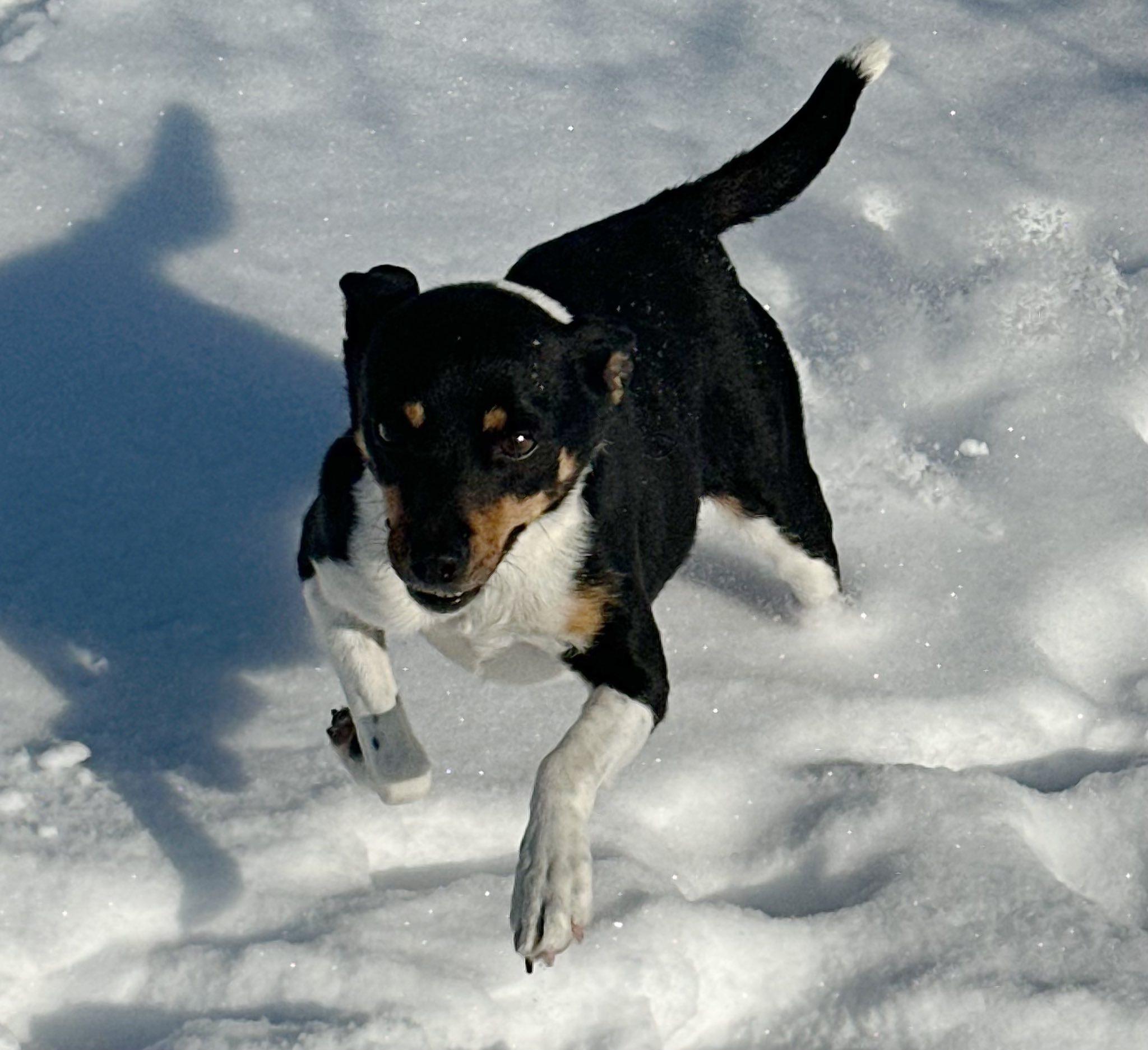 Amberlynn, Adoptable, Adult Female Rat Terrier.