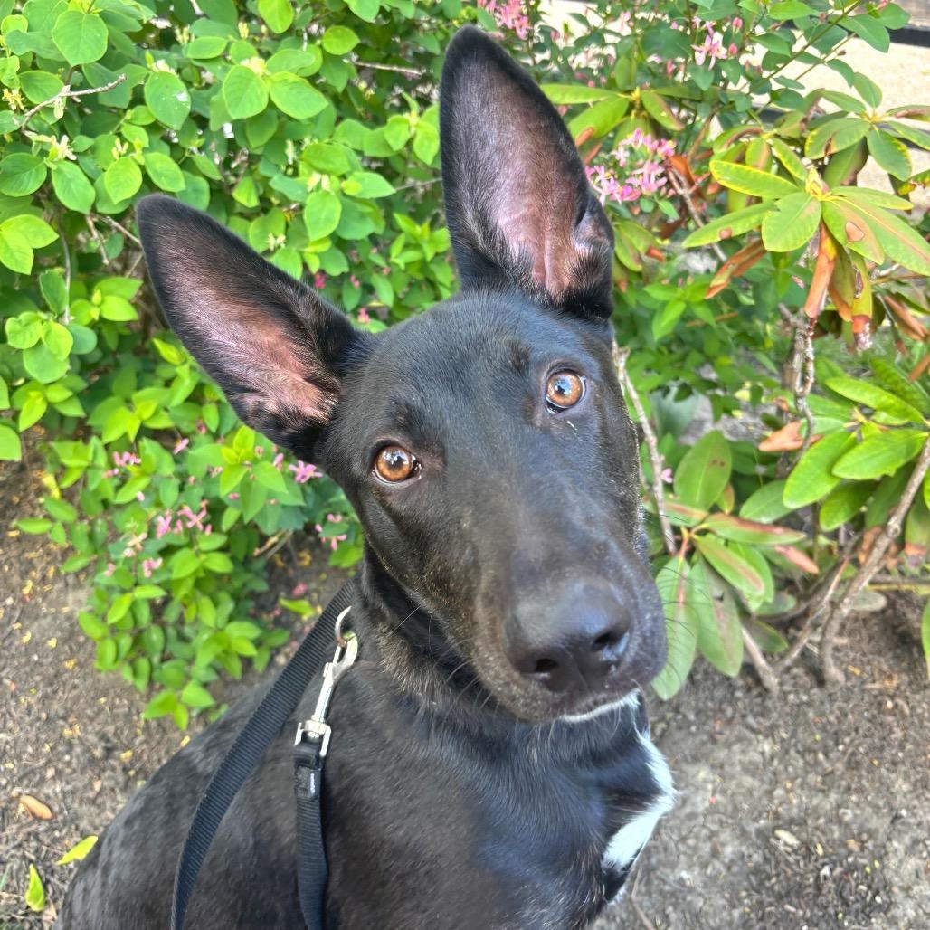Enlarge Cressida, a ADOPTABLE Mixed Breed in Chicago, IL image 3/4