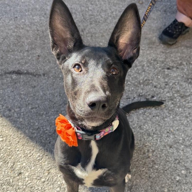 Enlarge Cressida, a ADOPTABLE Mixed Breed in Chicago, IL image 1/4