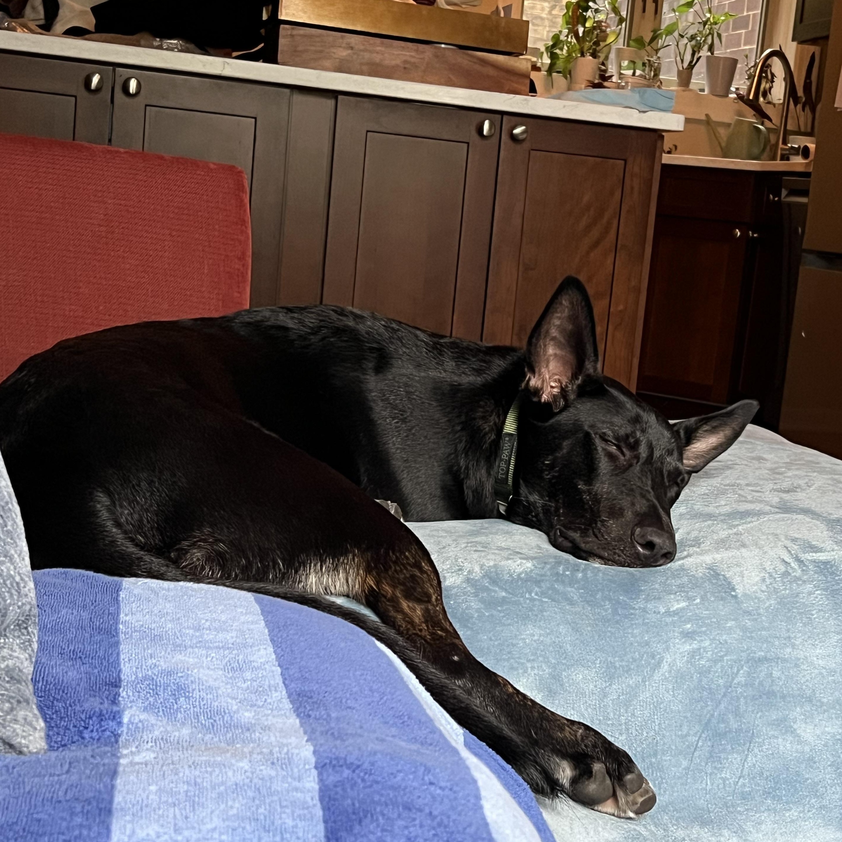 Enlarge Cressida, a ADOPTABLE Mixed Breed in Chicago, IL image 2/6