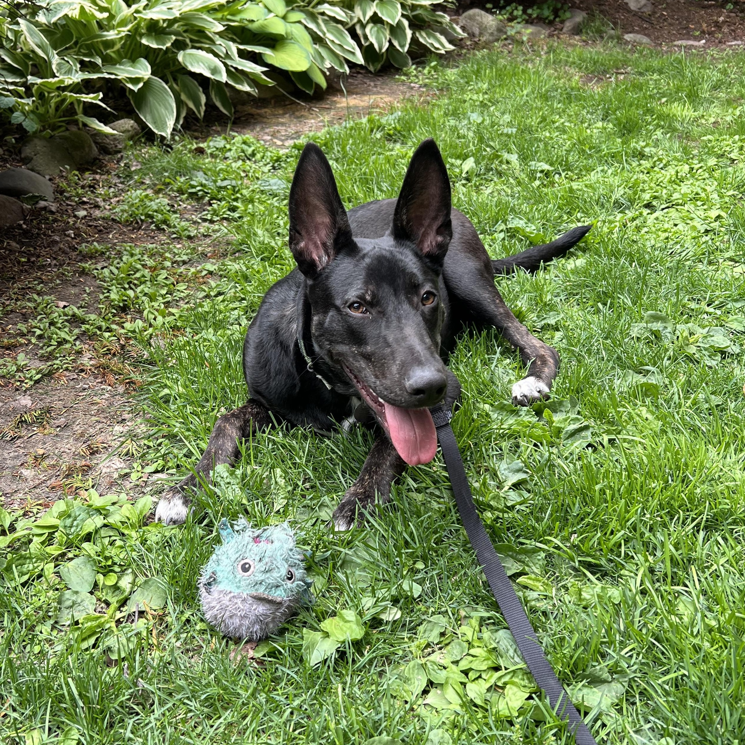 Enlarge Cressida, a ADOPTABLE Mixed Breed in Chicago, IL image 5/6
