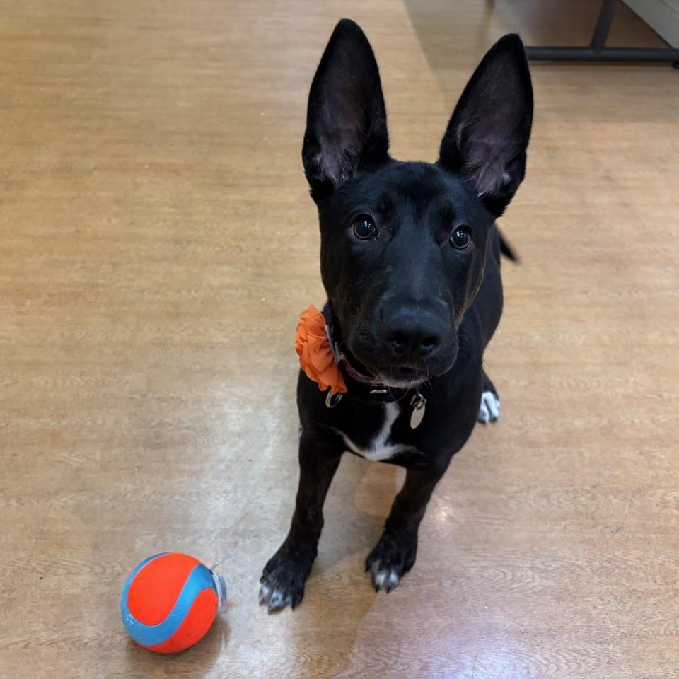 Enlarge Cressida, a ADOPTABLE Mixed Breed in Chicago, IL image 4/4