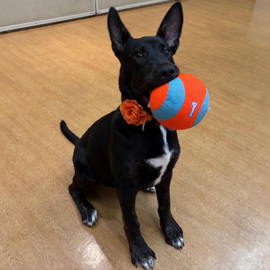 Enlarge Cressida, a ADOPTABLE Mixed Breed in Chicago, IL image 2/4