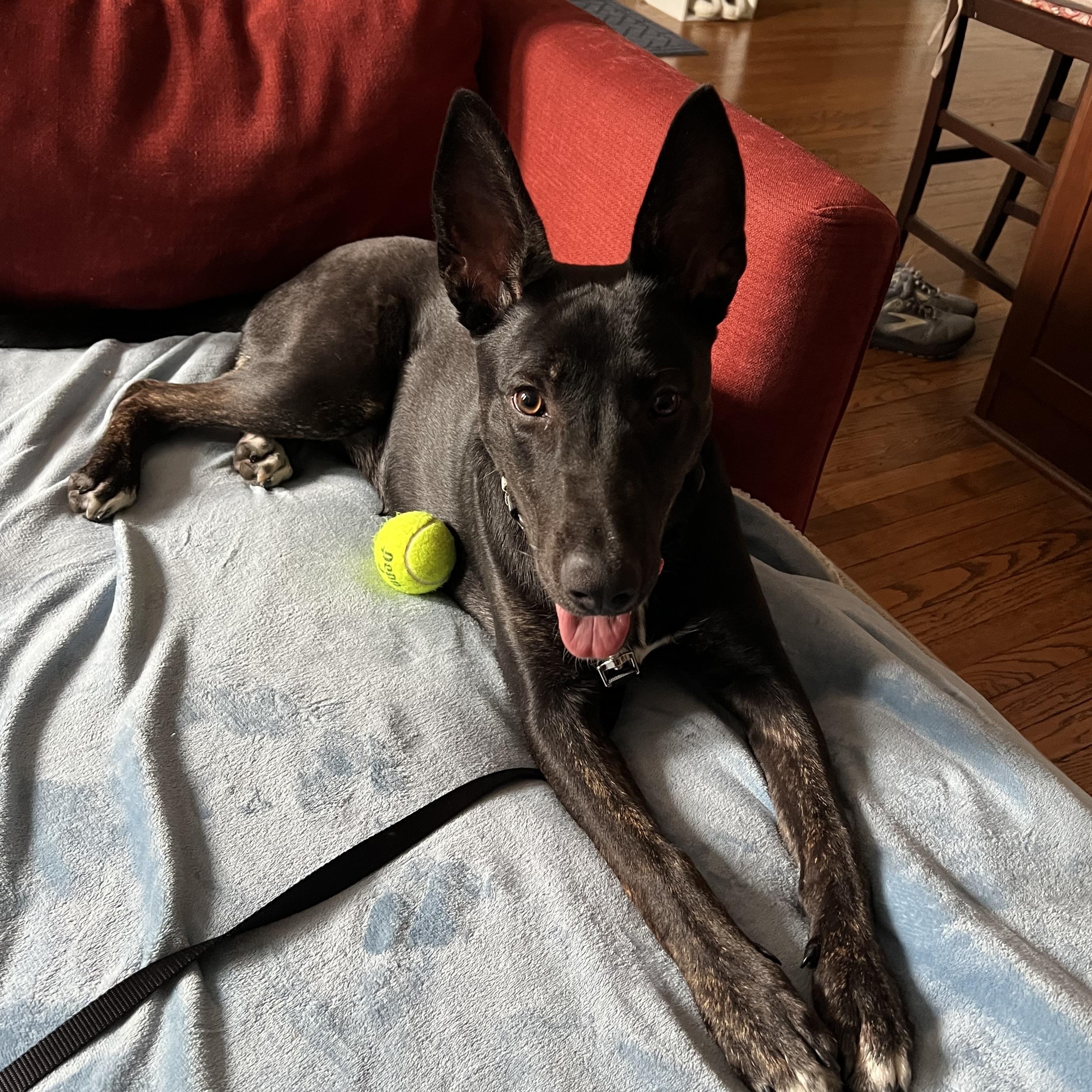 Enlarge Cressida, a ADOPTABLE Mixed Breed in Chicago, IL image 1/6