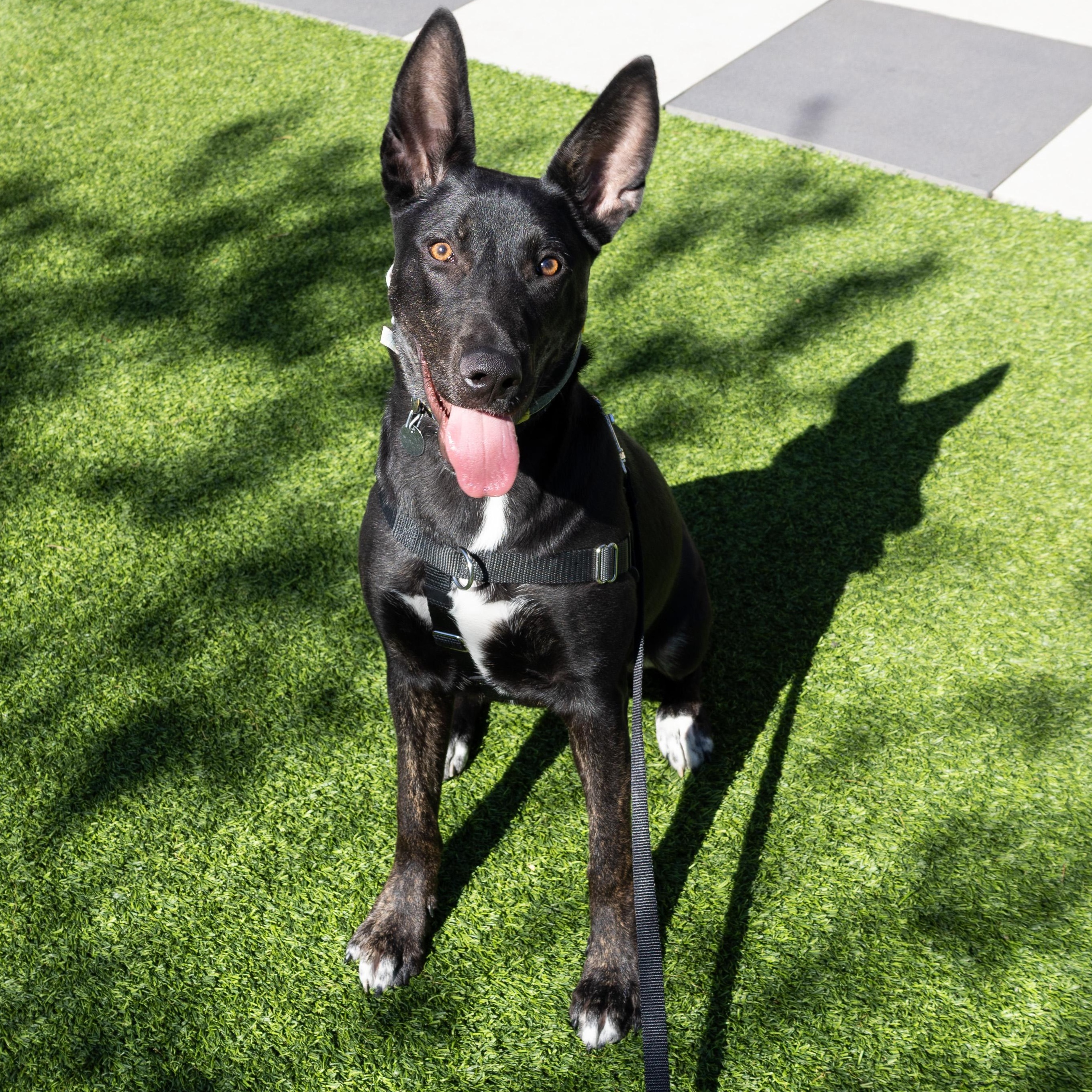 Enlarge Cressida, a ADOPTABLE Mixed Breed in Chicago, IL image 4/6