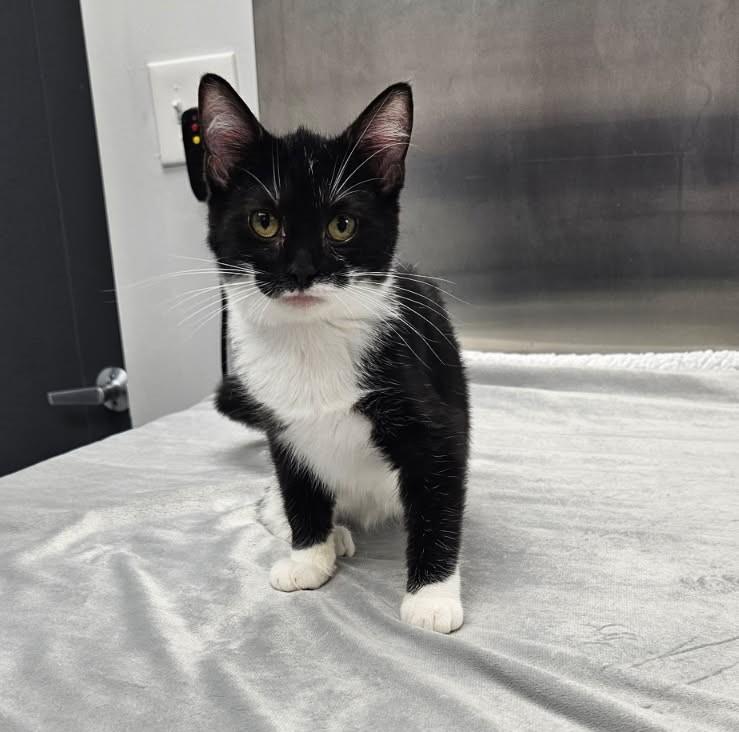 Oreo, Baby Female Domestic Short Hair
