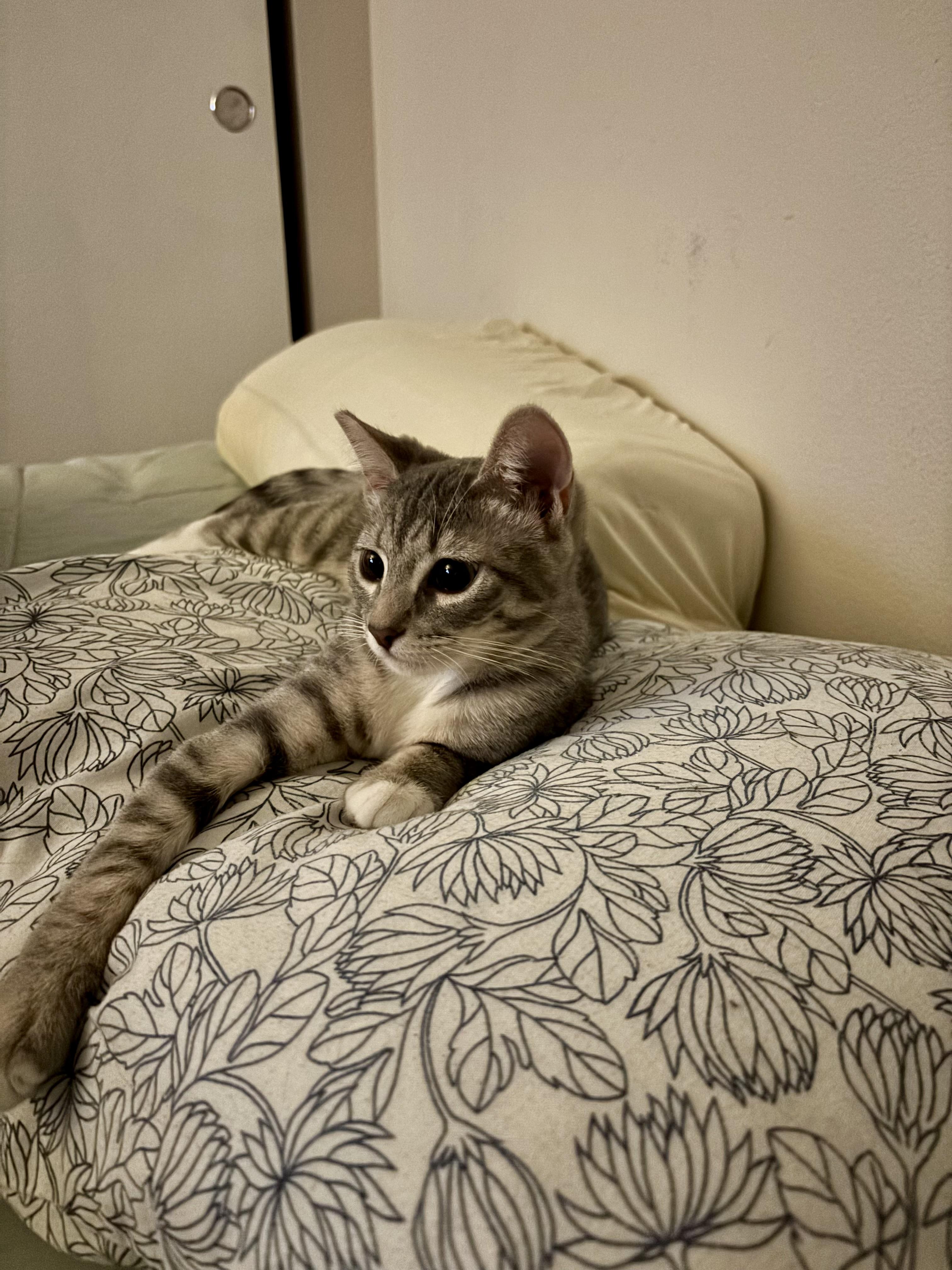 Bonnie, Adoptable, Young Female Domestic Short Hair.