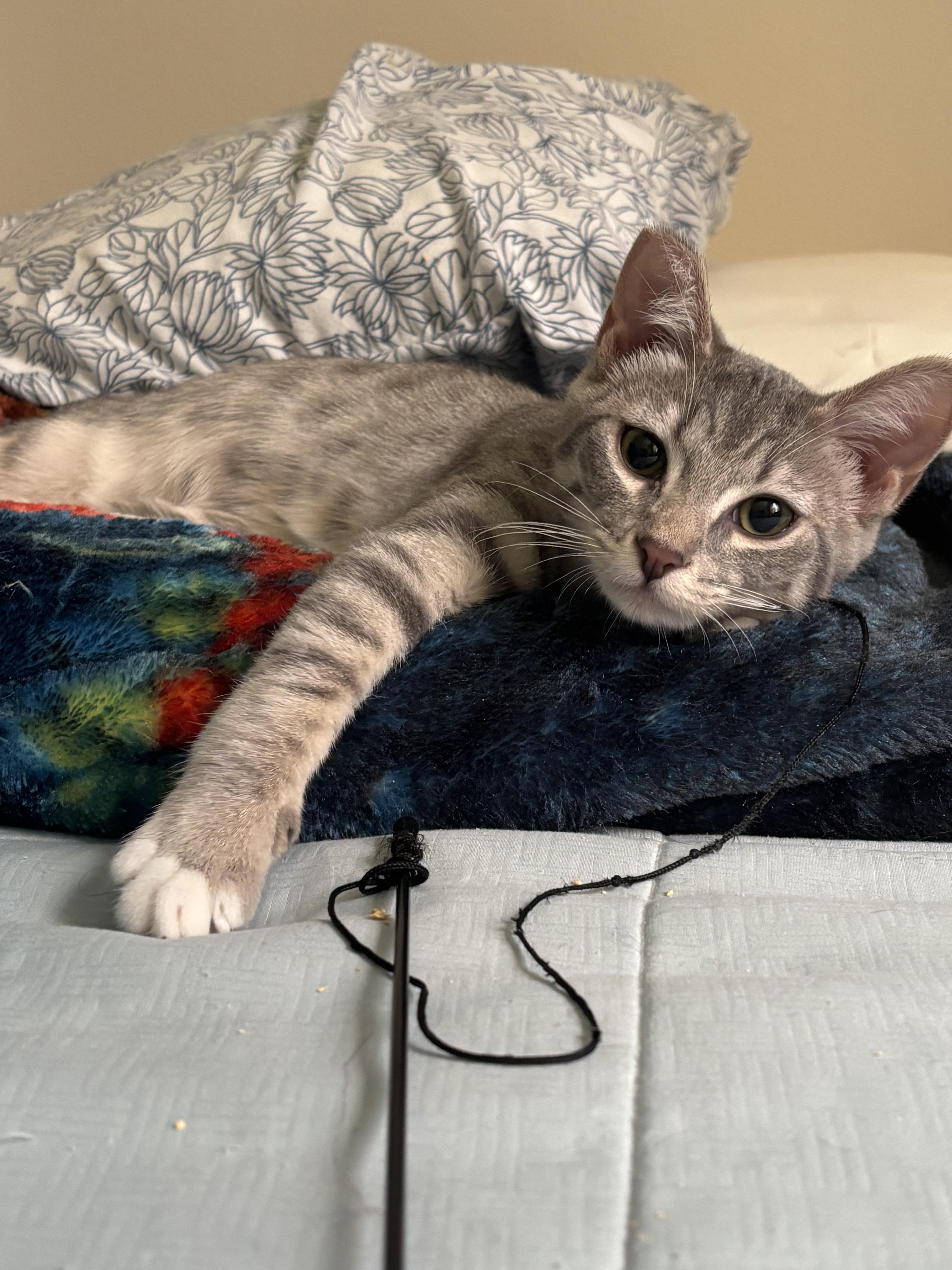 Bonnie, a Adoptable Domestic Short Hair in Gig Harbor, WA image 3/5