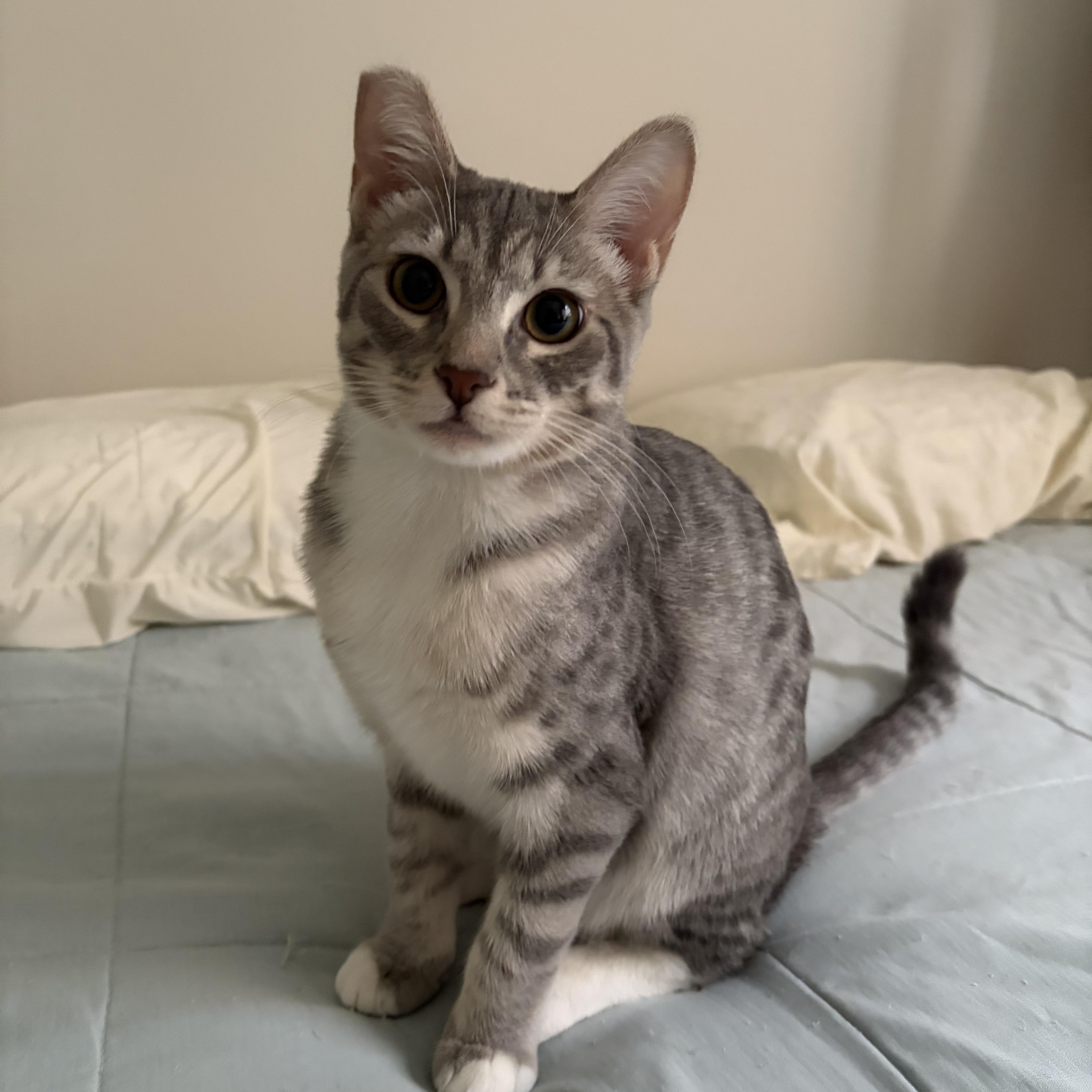 Bonnie, a Adoptable Domestic Short Hair in Gig Harbor, WA image 1/5