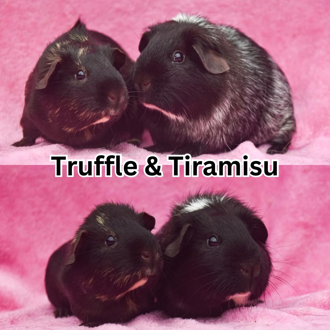 Truffle & Tiramisu, ADOPTABLE, Young Female Guinea Pig.