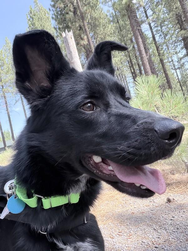Enlarge Goose, a ADOPTABLE Mixed Breed in Truckee, CA image 3/4