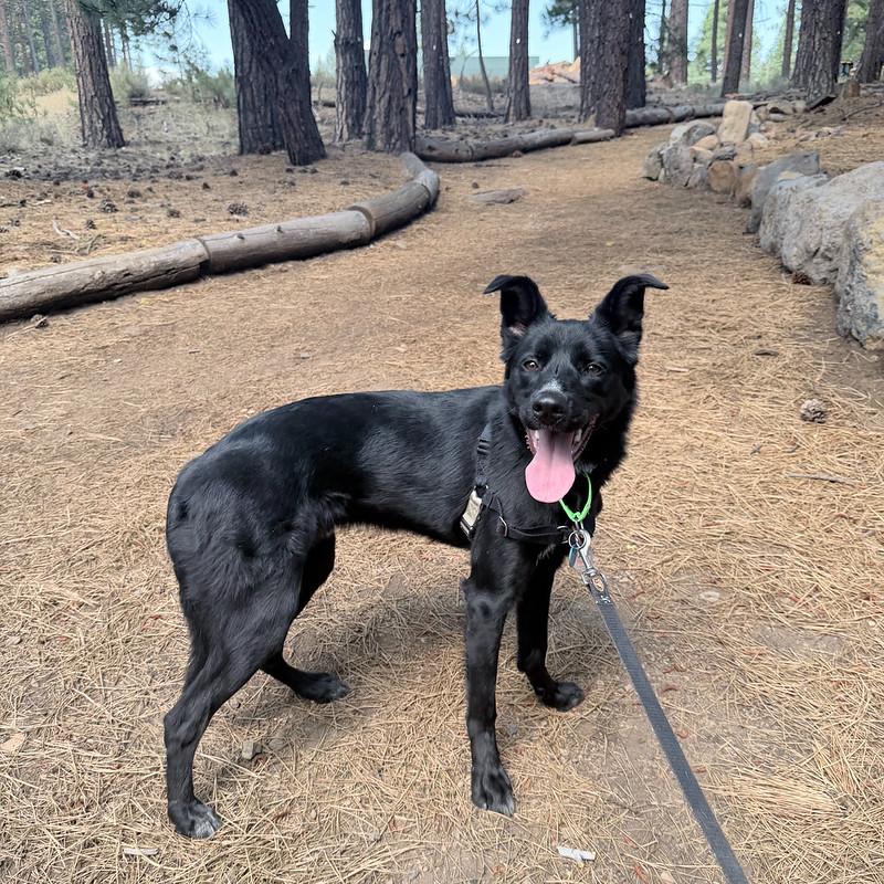 Enlarge Goose, a ADOPTABLE Mixed Breed in Truckee, CA image 4/4