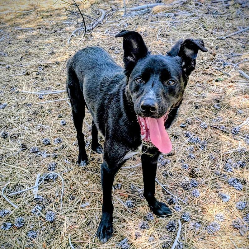 Goose, ADOPTABLE, Adult Male Mixed Breed.