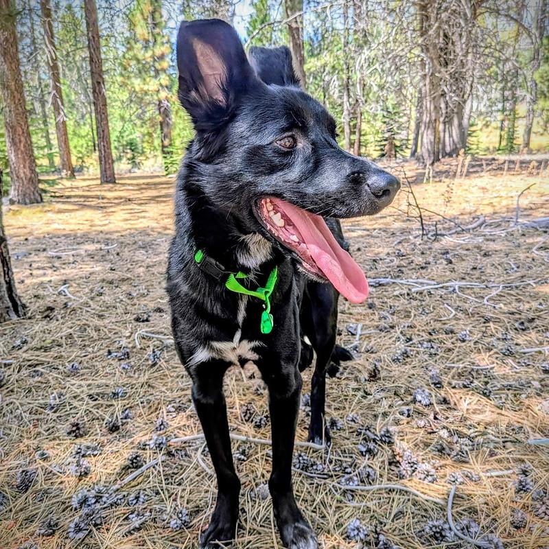 Enlarge Goose, a ADOPTABLE Mixed Breed in Truckee, CA image 2/4