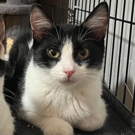 Enlarge Spice, a Adoptable Domestic Short Hair in Owosso, MI image 1/1