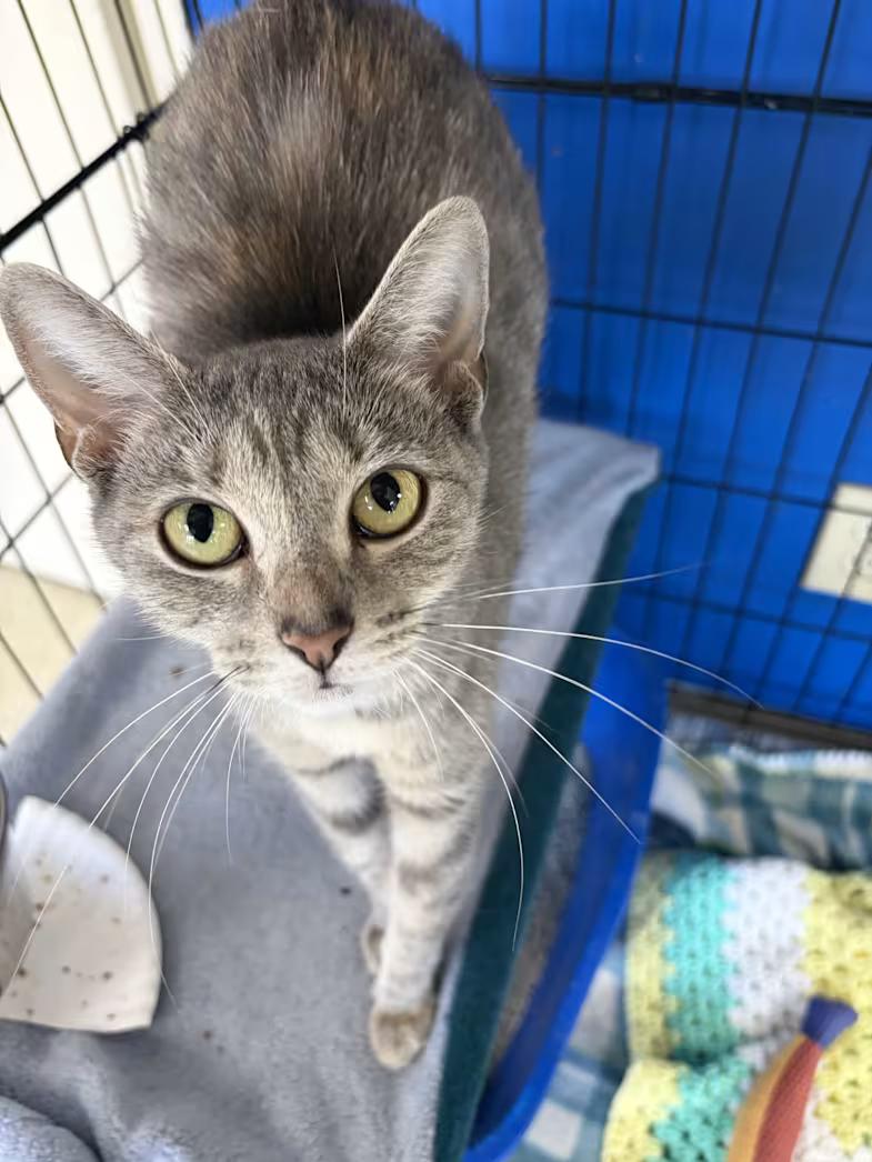 Enlarge Avie Lee, a Adoptable mixed breed in Greensboro, NC image 3/4