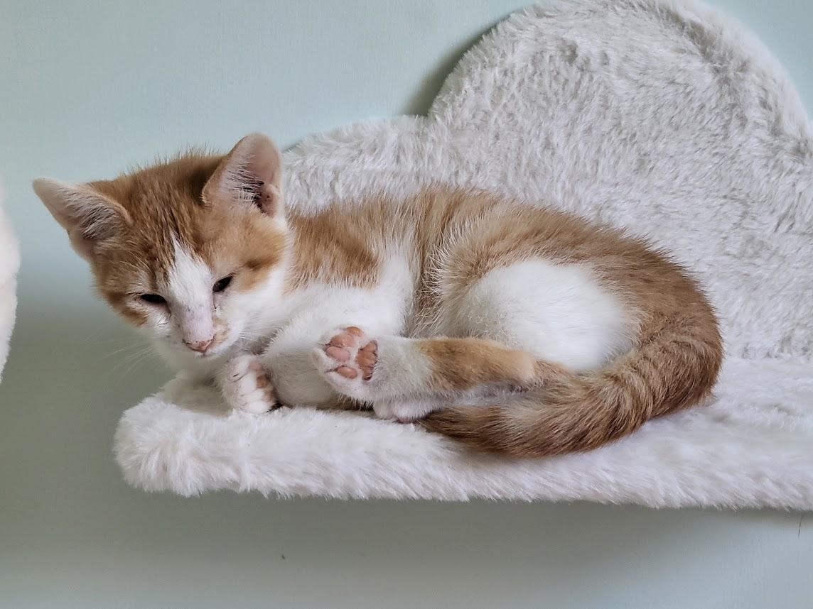 Enlarge Zinnia, a ADOPTABLE Domestic Short Hair in Minneapolis, MN image 5/6