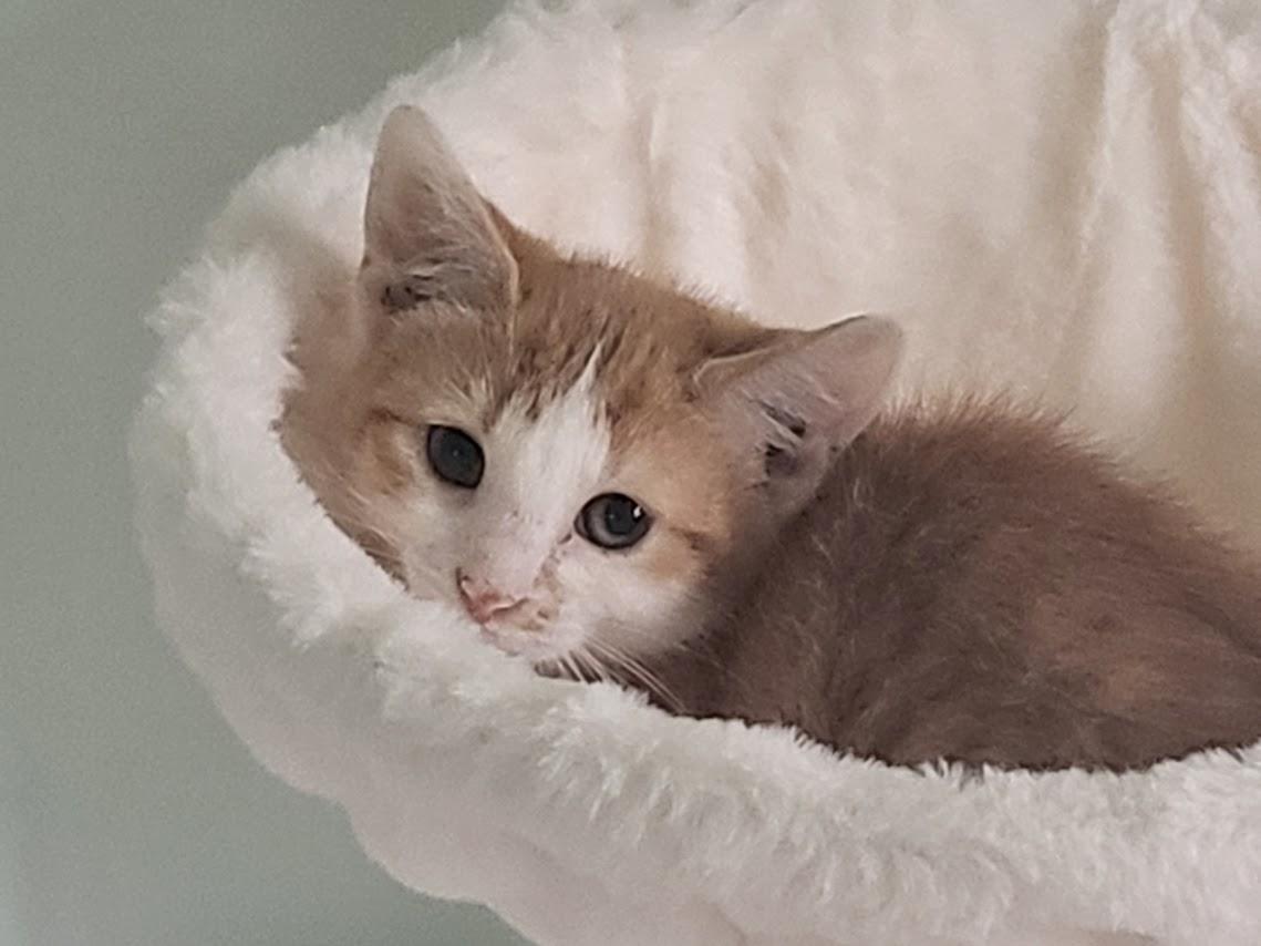 Enlarge Zinnia, a ADOPTABLE Domestic Short Hair in Minneapolis, MN image 2/6