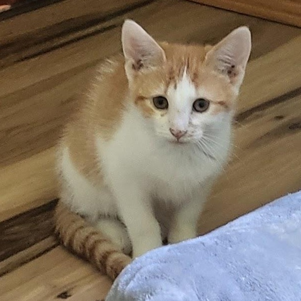 Enlarge Zinnia, a ADOPTABLE Domestic Short Hair in Minneapolis, MN image 1/6