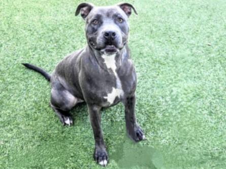 Enlarge SELENE, a Adoptable mixed breed in Van Nuys, CA image 1/1