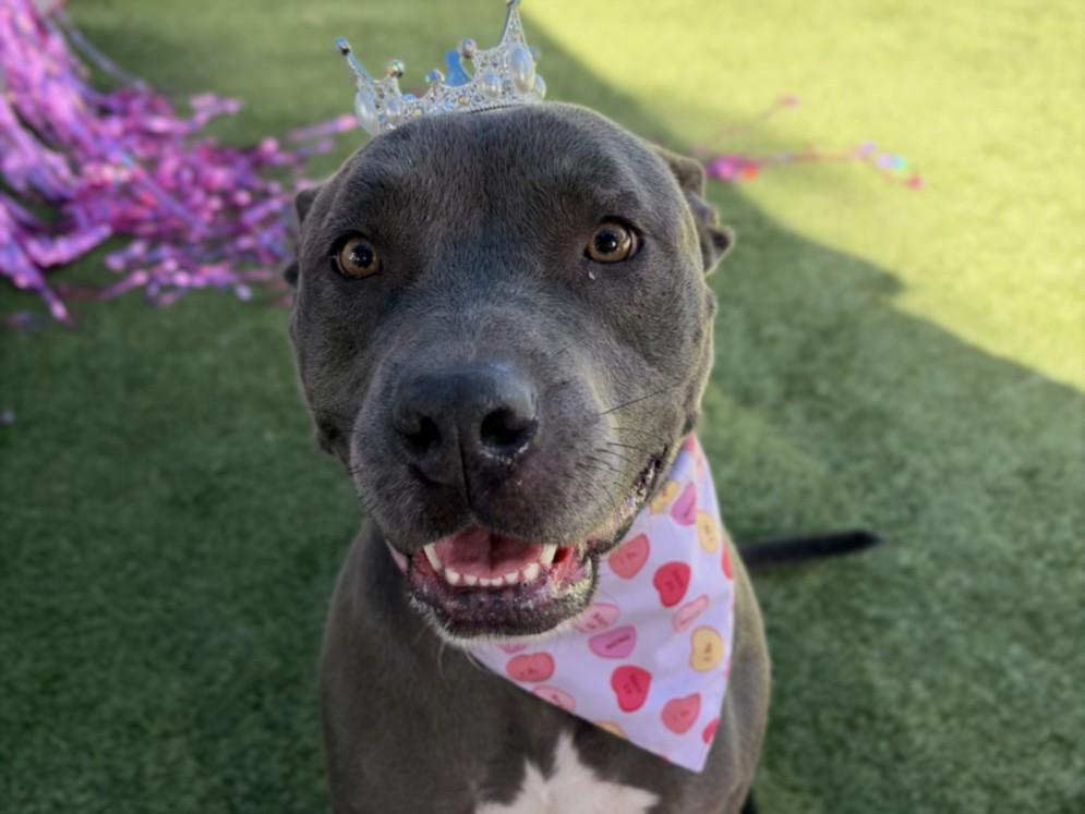 SELENE, Adoptable, Young Female Pit Bull Terrier & Mixed Breed.