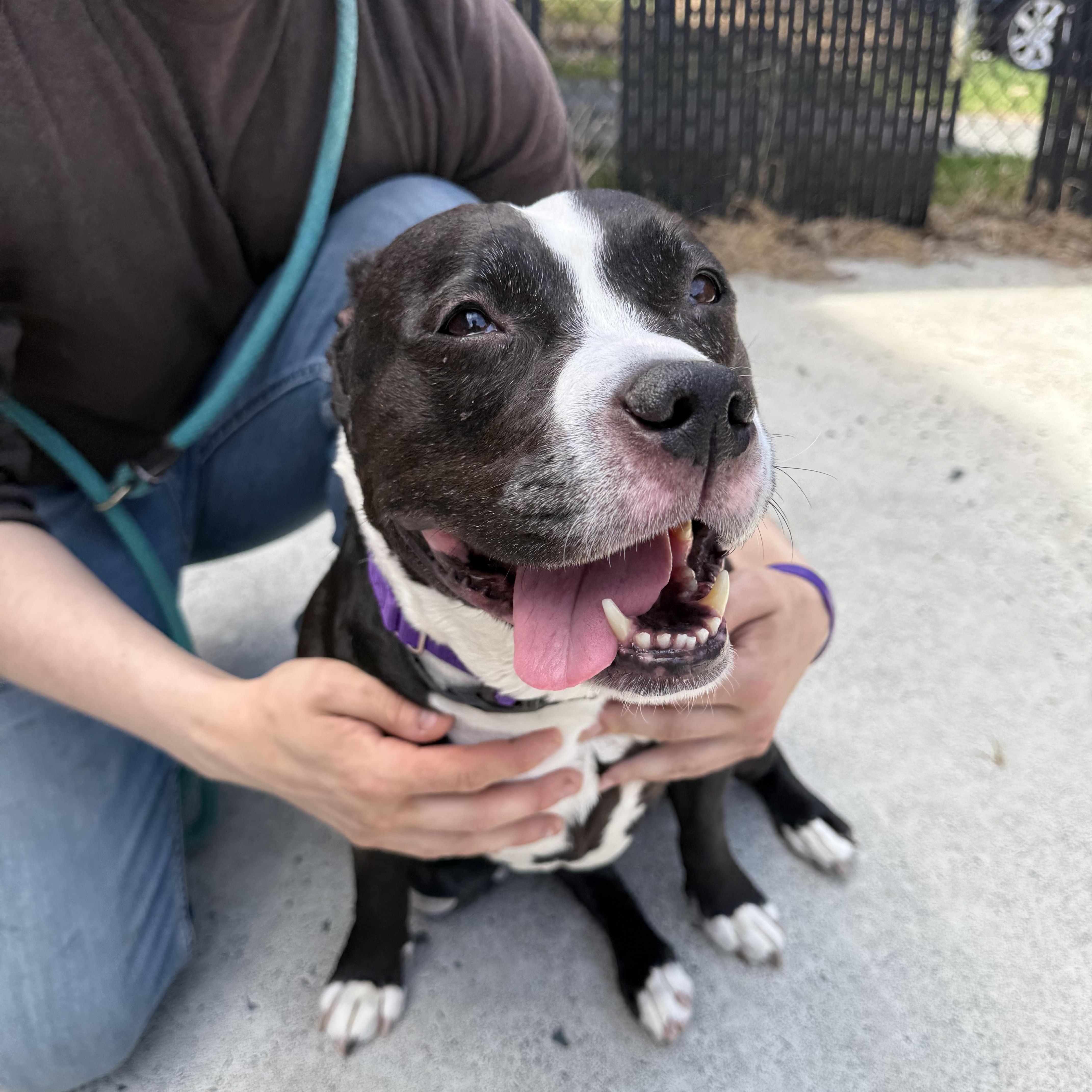 Enlarge Lilly, a ADOPTABLE Pit Bull Terrier in Brownsville, VT image 1/1