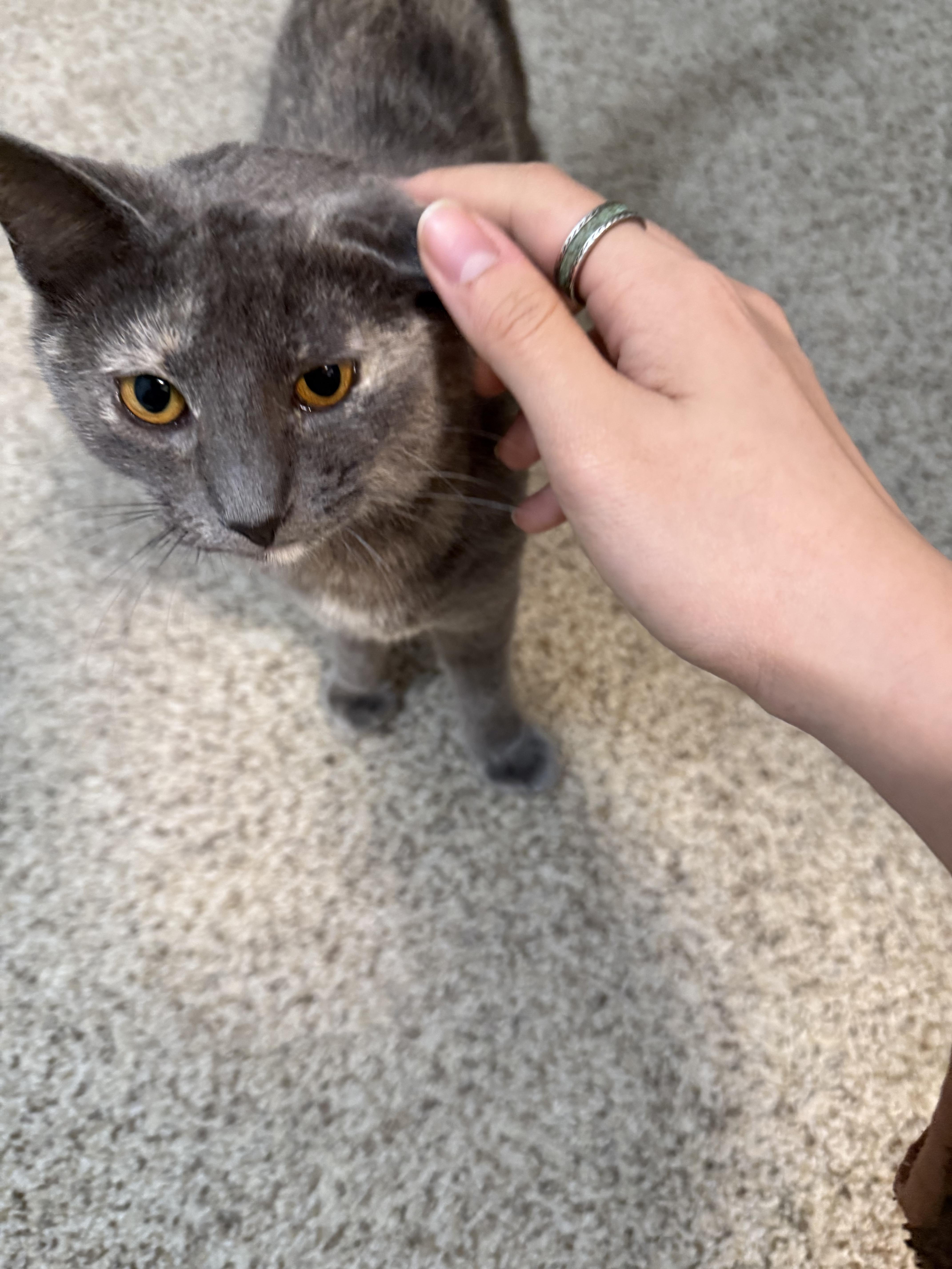 Solstice And Eclipse thumbnail 5