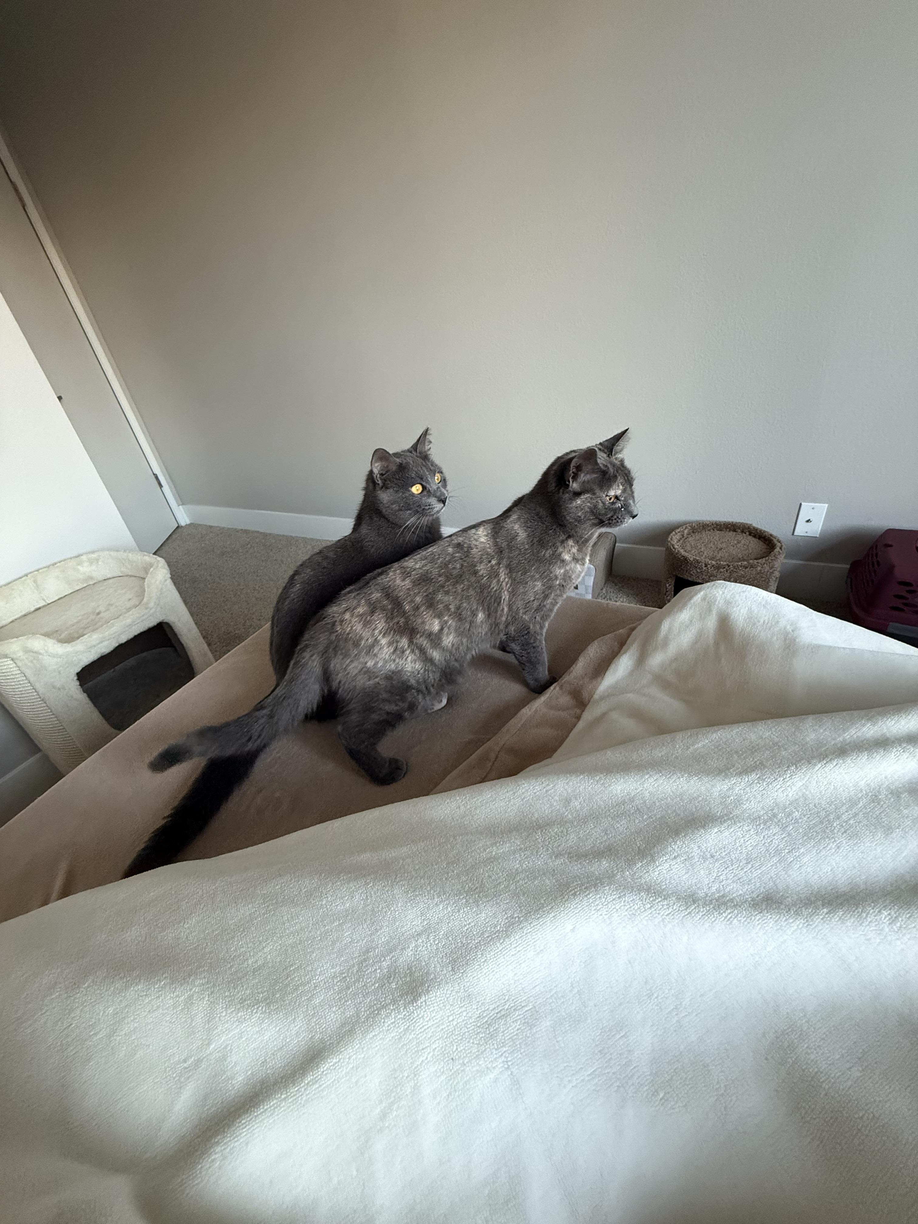 Solstice And Eclipse thumbnail 6