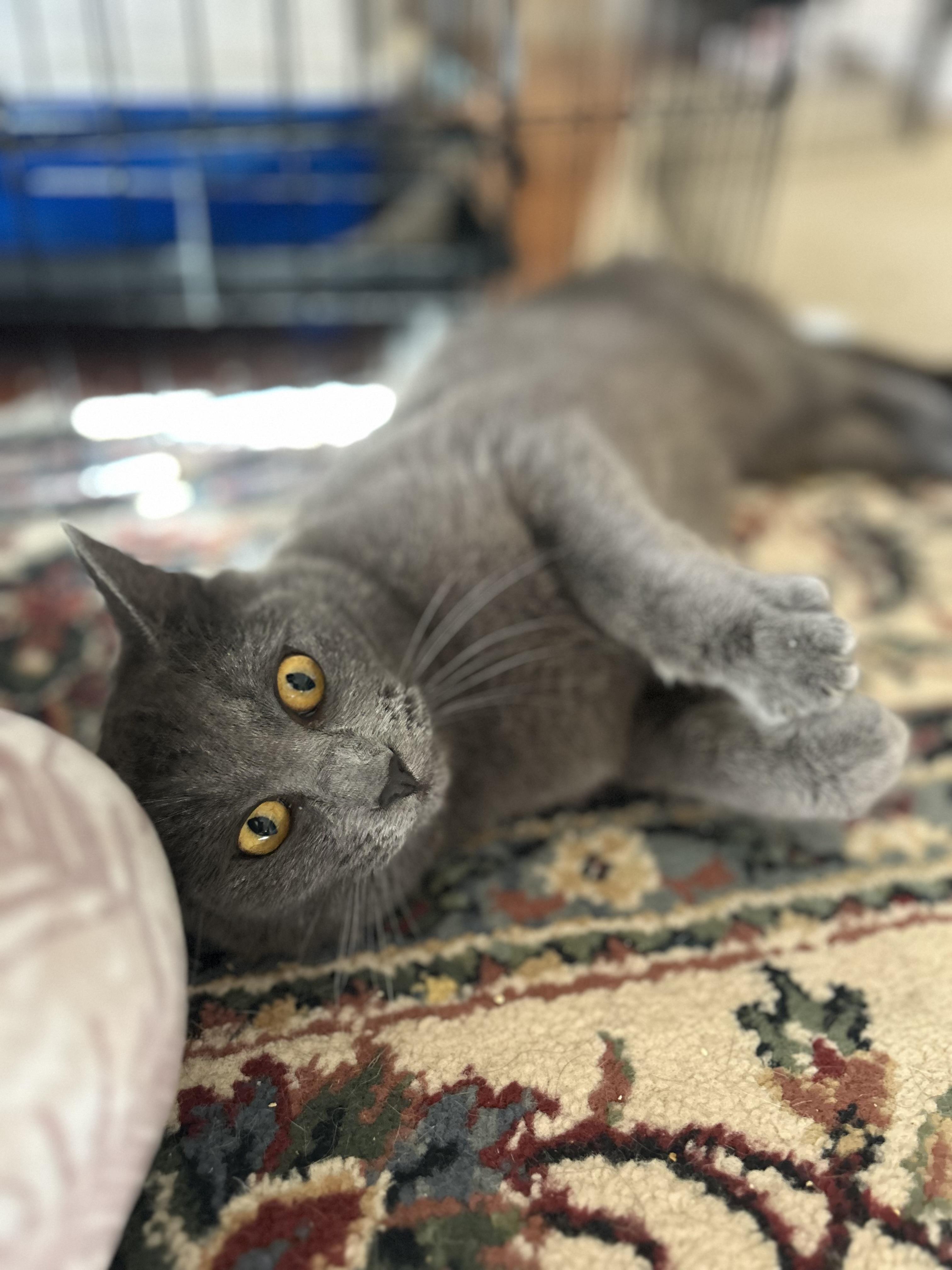 Solstice And Eclipse thumbnail 4