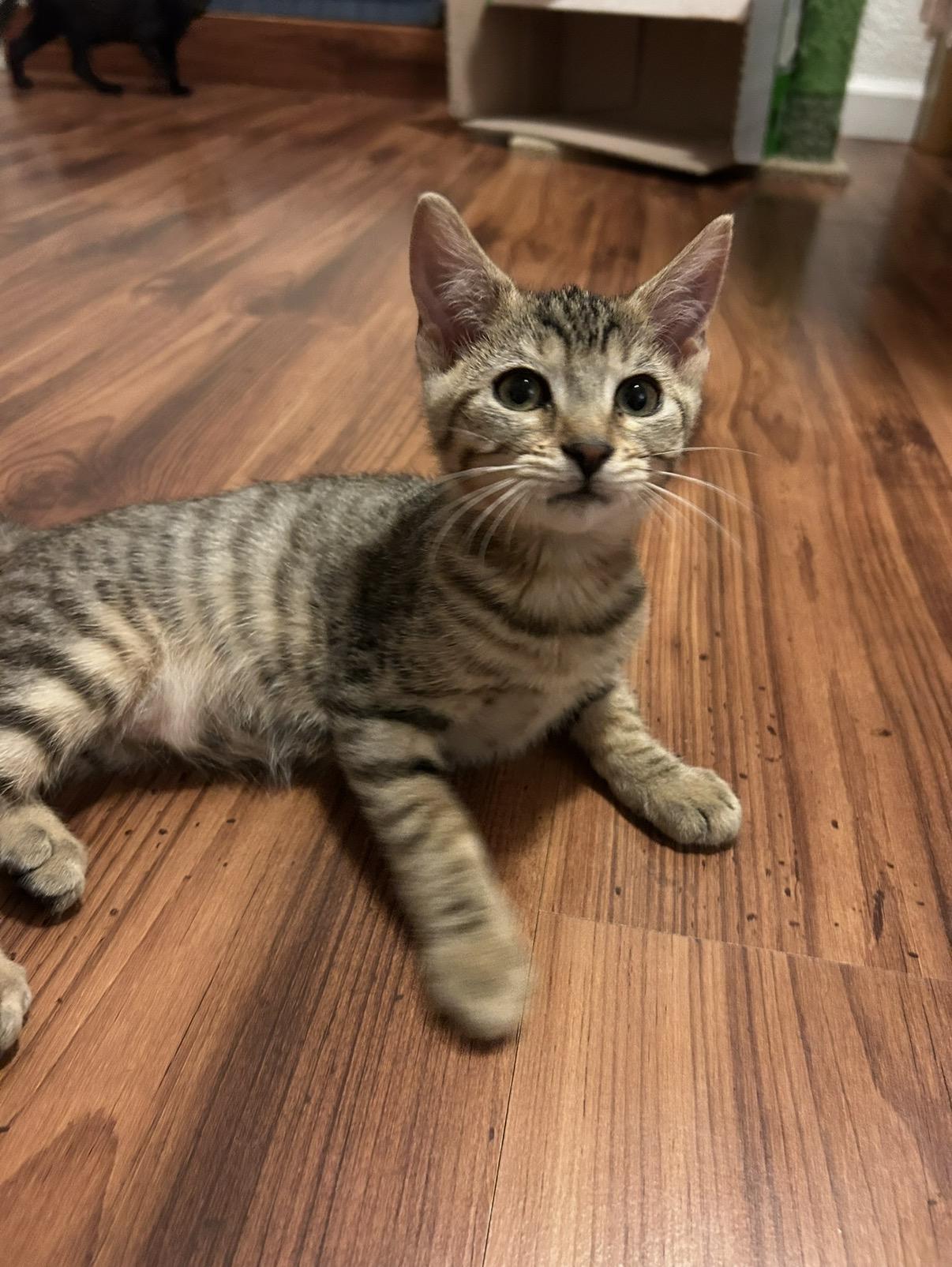 Enlarge Salami, a Adoptable Domestic Short Hair in Davis, CA image 3/6