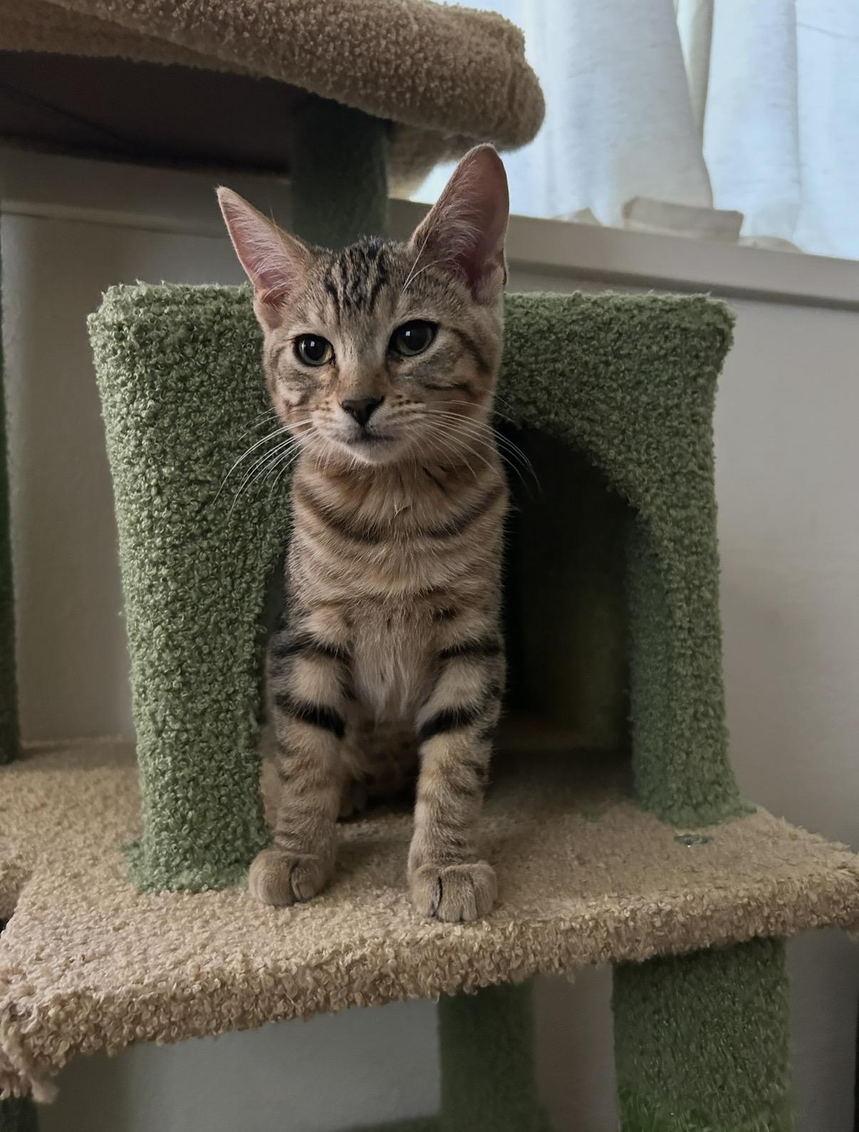 Enlarge Salami, a Adoptable Domestic Short Hair in Davis, CA image 2/6