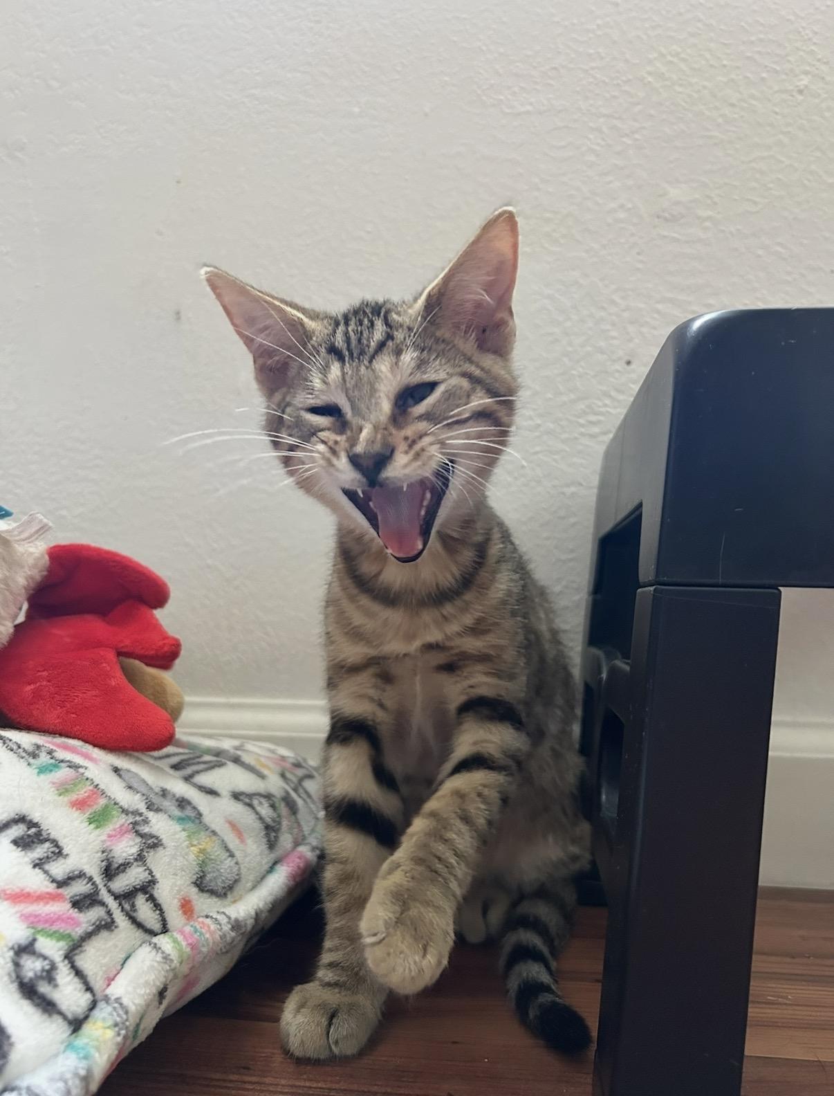 Enlarge Salami, a Adoptable Domestic Short Hair in Davis, CA image 4/6