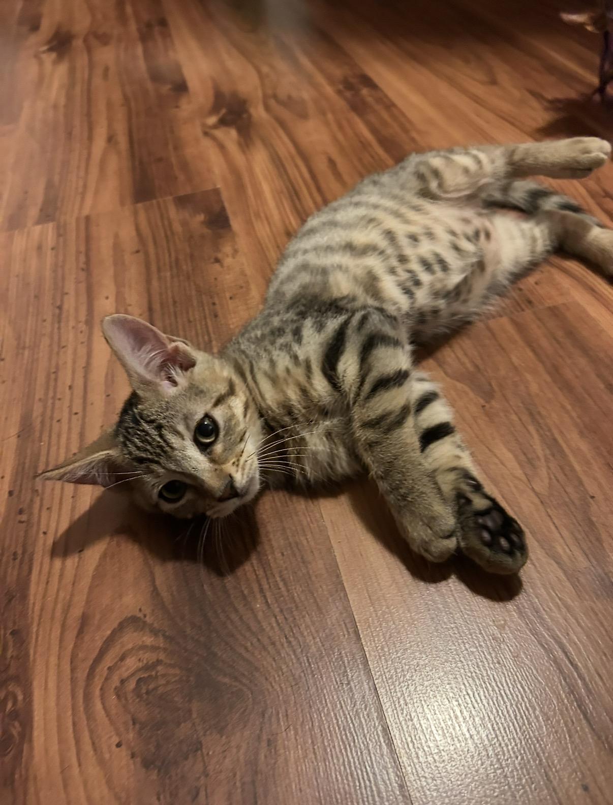 Enlarge Salami, a Adoptable Domestic Short Hair in Davis, CA image 5/6