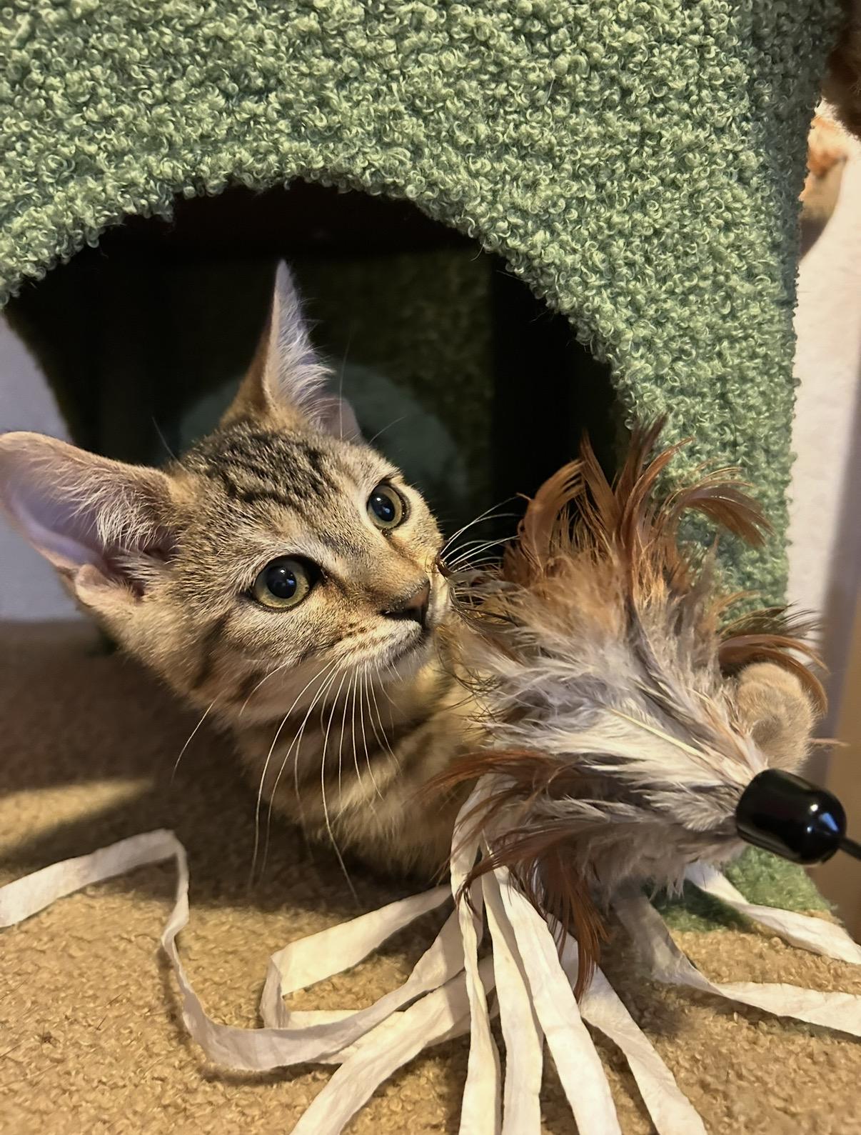 Salami, Adoptable, Kitten Female Domestic Short Hair.