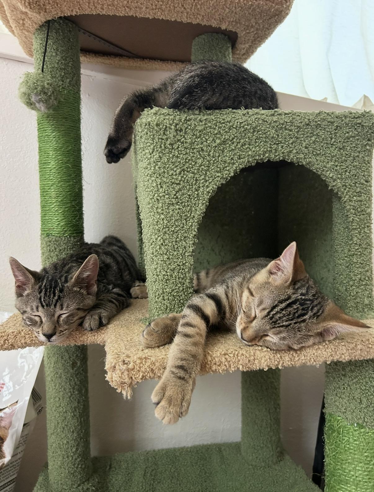 Enlarge Salami, a Adoptable Domestic Short Hair in Davis, CA image 6/6