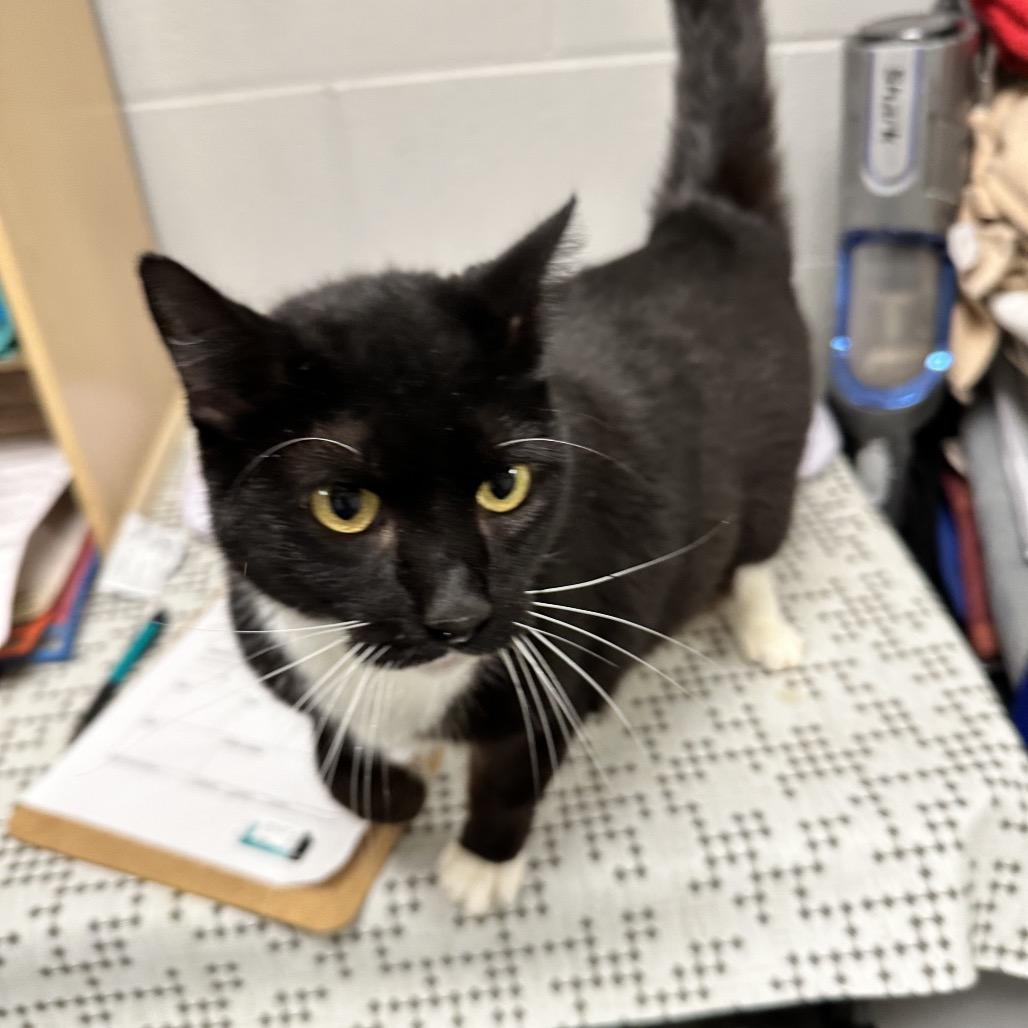 Dapper, Adoptable, Adult Female Domestic Short Hair.