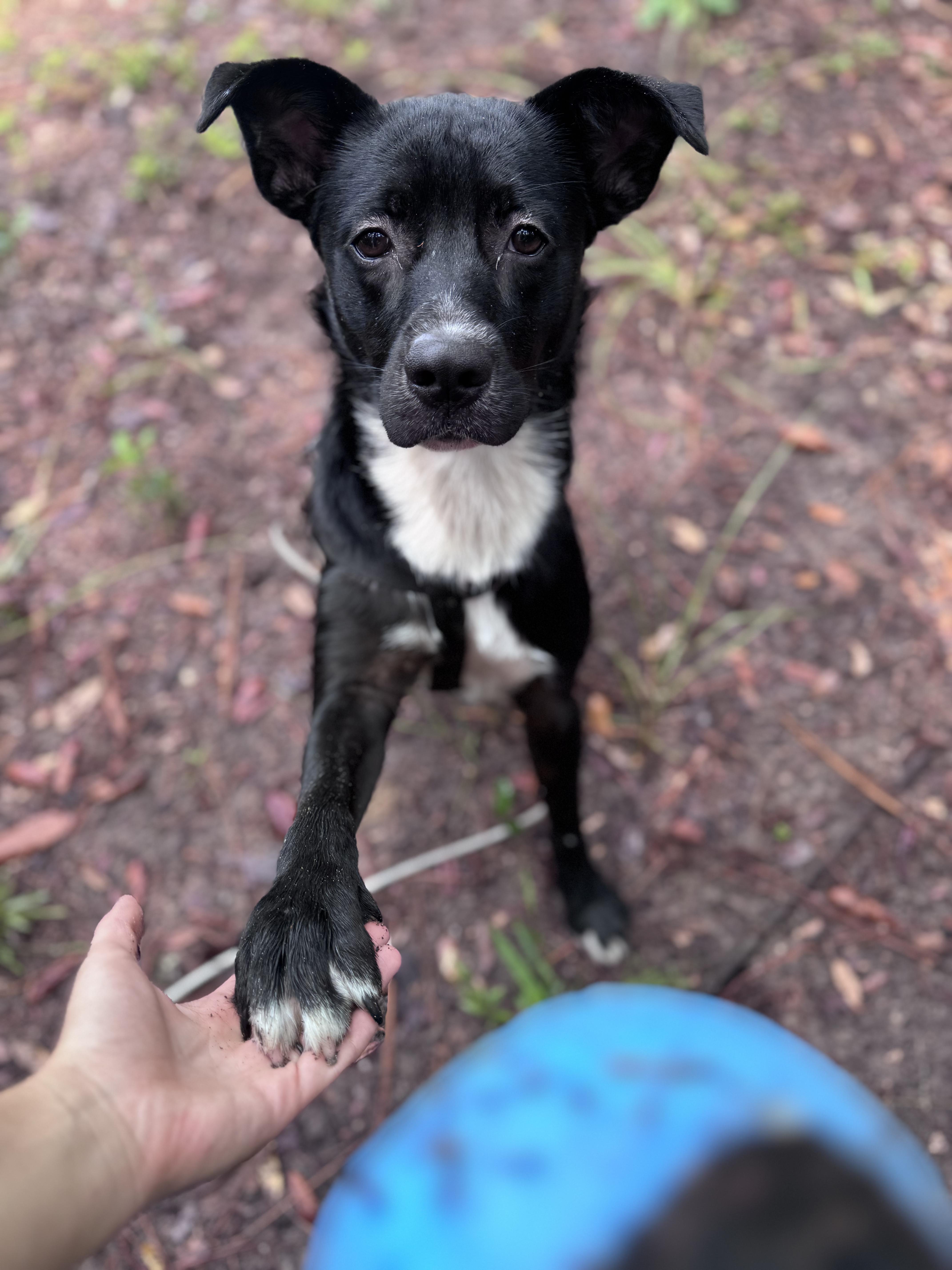 Shiloh, Adoptable, Young Male Border Collie & Chihuahua.