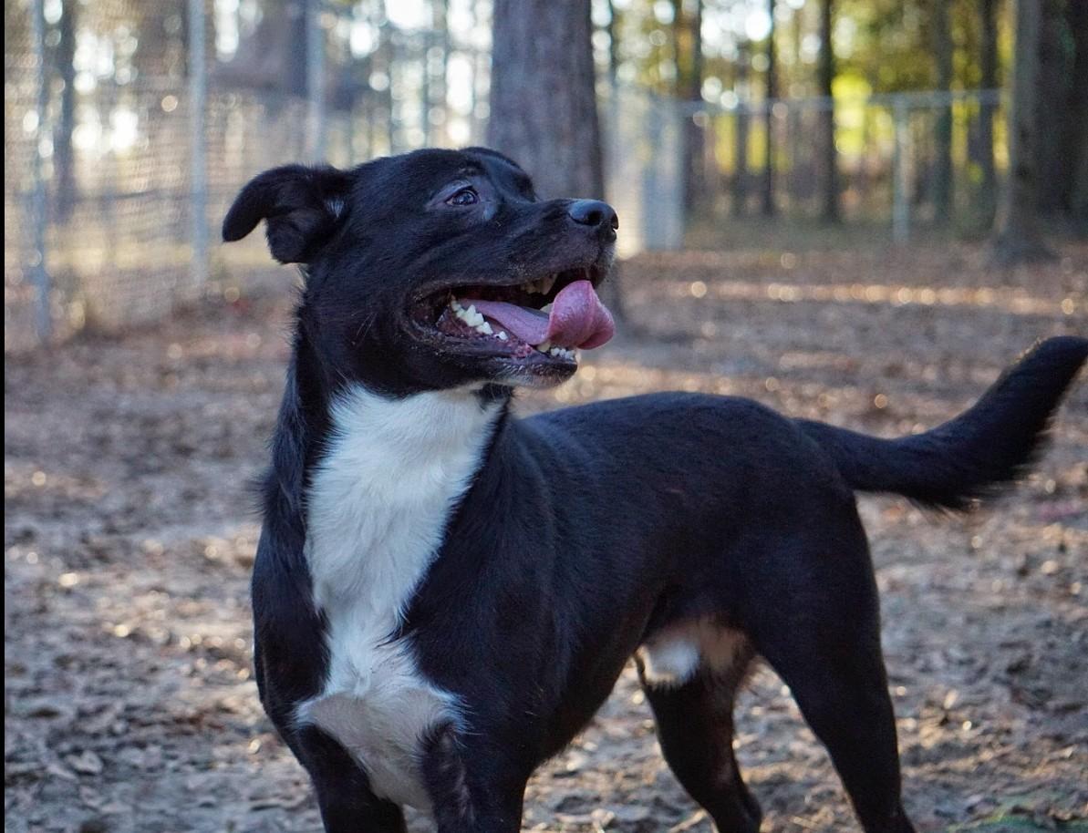 Shiloh, a Adoptable mixed breed in PENSACOLA, FL image 3/5