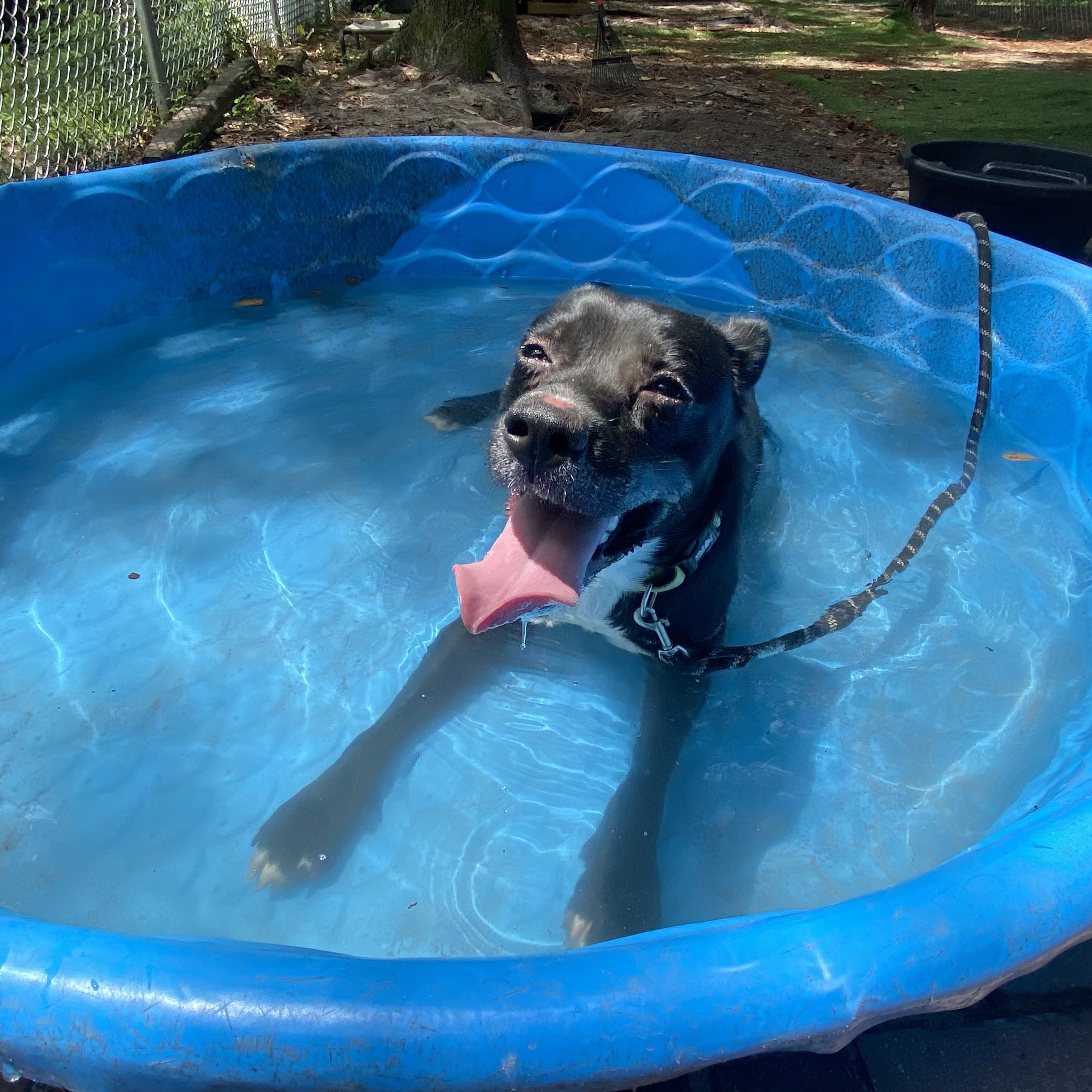 Enlarge Shiloh, a Adoptable mixed breed in PENSACOLA, FL image 2/3