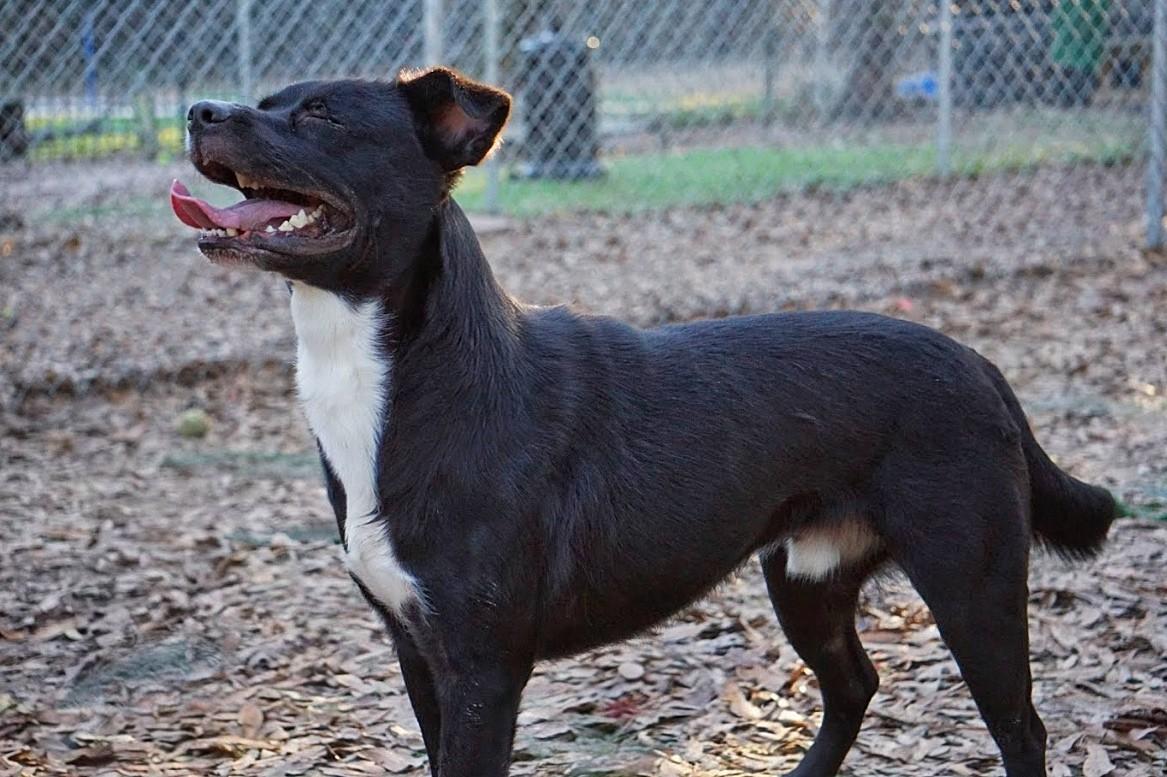 Shiloh, a Adoptable mixed breed in PENSACOLA, FL image 5/5