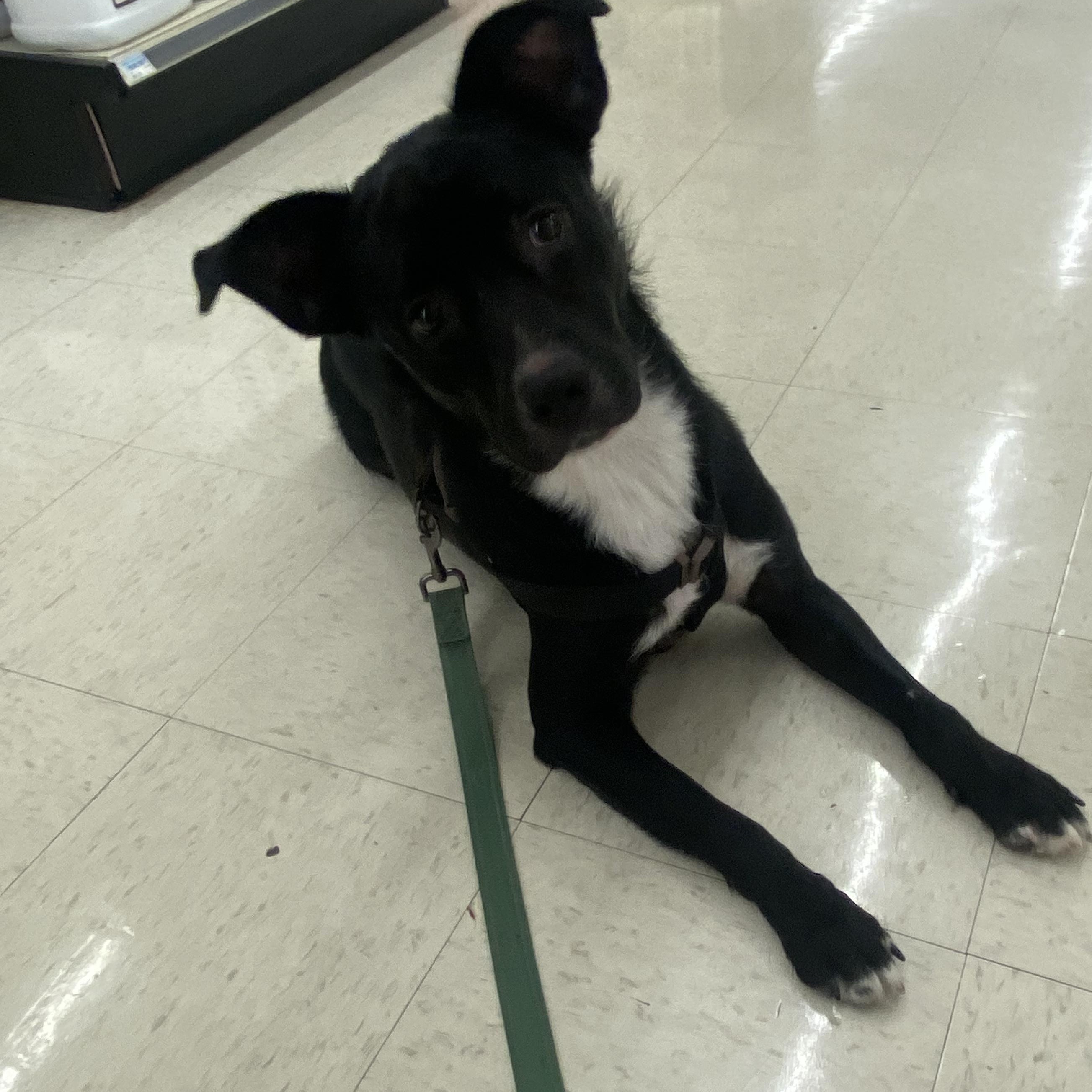 Enlarge Shiloh, a Adoptable mixed breed in PENSACOLA, FL image 3/3