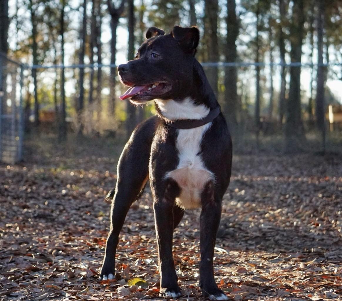 Shiloh, a Adoptable mixed breed in PENSACOLA, FL image 1/5