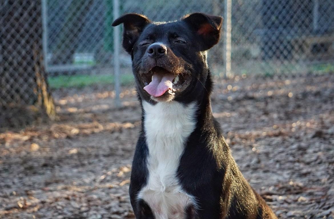 Shiloh, a Adoptable mixed breed in PENSACOLA, FL image 4/5