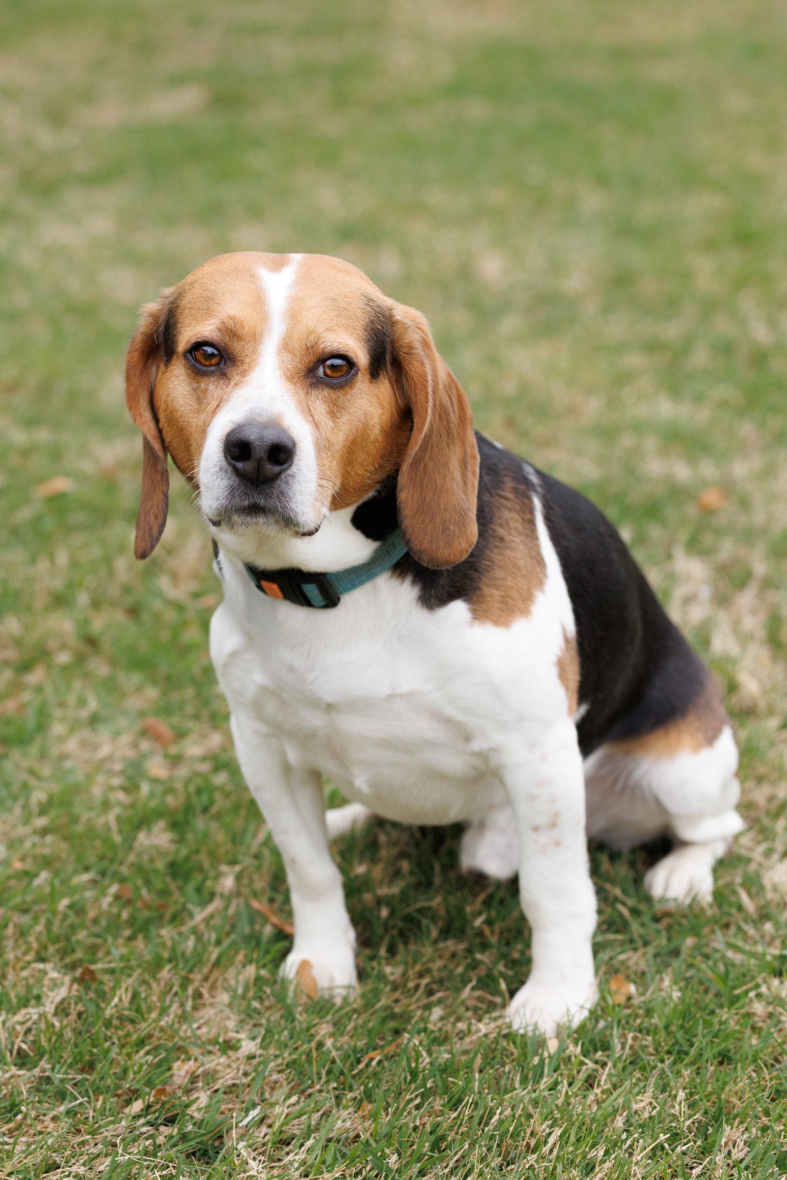 Enlarge Toby, a Adoptable Beagle in McKinney, TX image 1/3