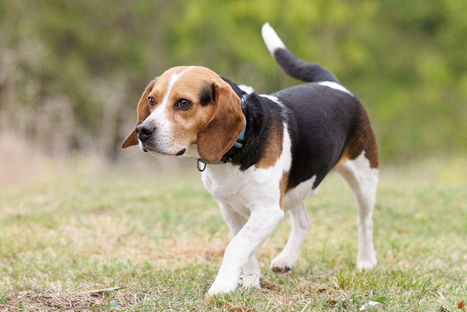 Enlarge Toby, a Adoptable Beagle in McKinney, TX image 2/3