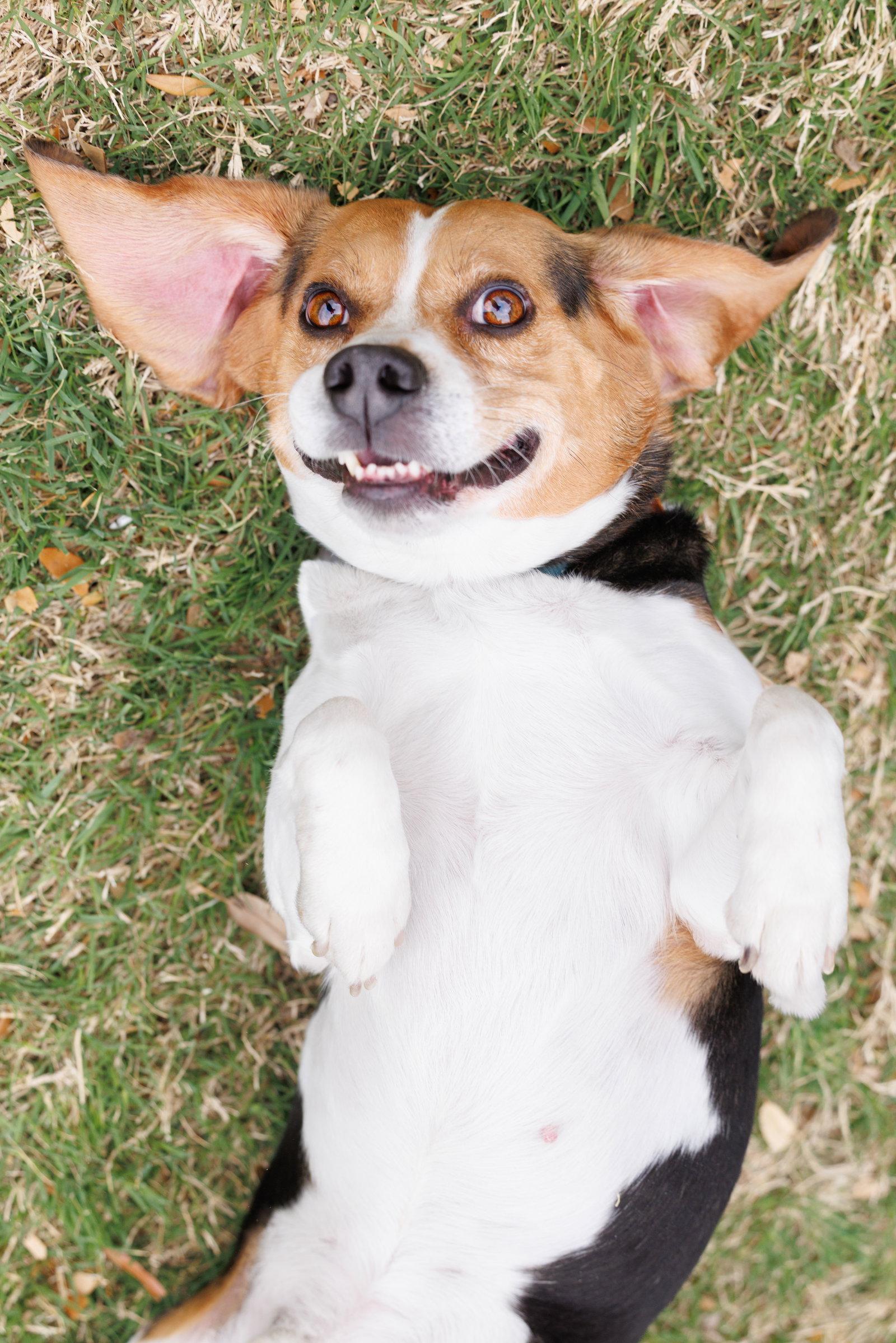 Enlarge Toby, a Adoptable Beagle in McKinney, TX image 3/3