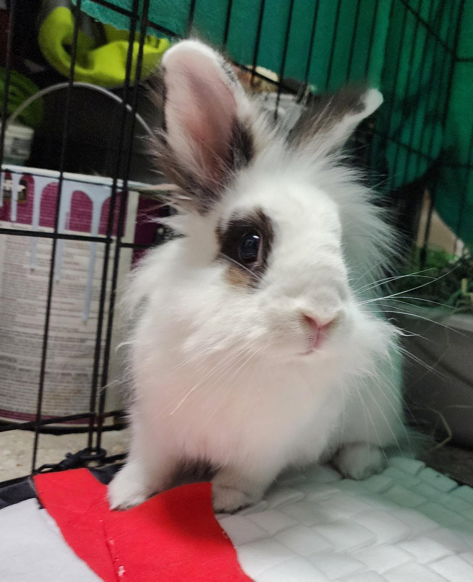 Enlarge Bunnelby, a Adoptable Lionhead in Baton Rouge, LA image 1/2