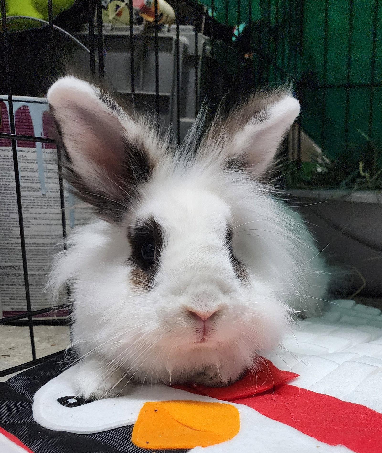 Enlarge Bunnelby, a Adoptable Lionhead in Baton Rouge, LA image 2/2